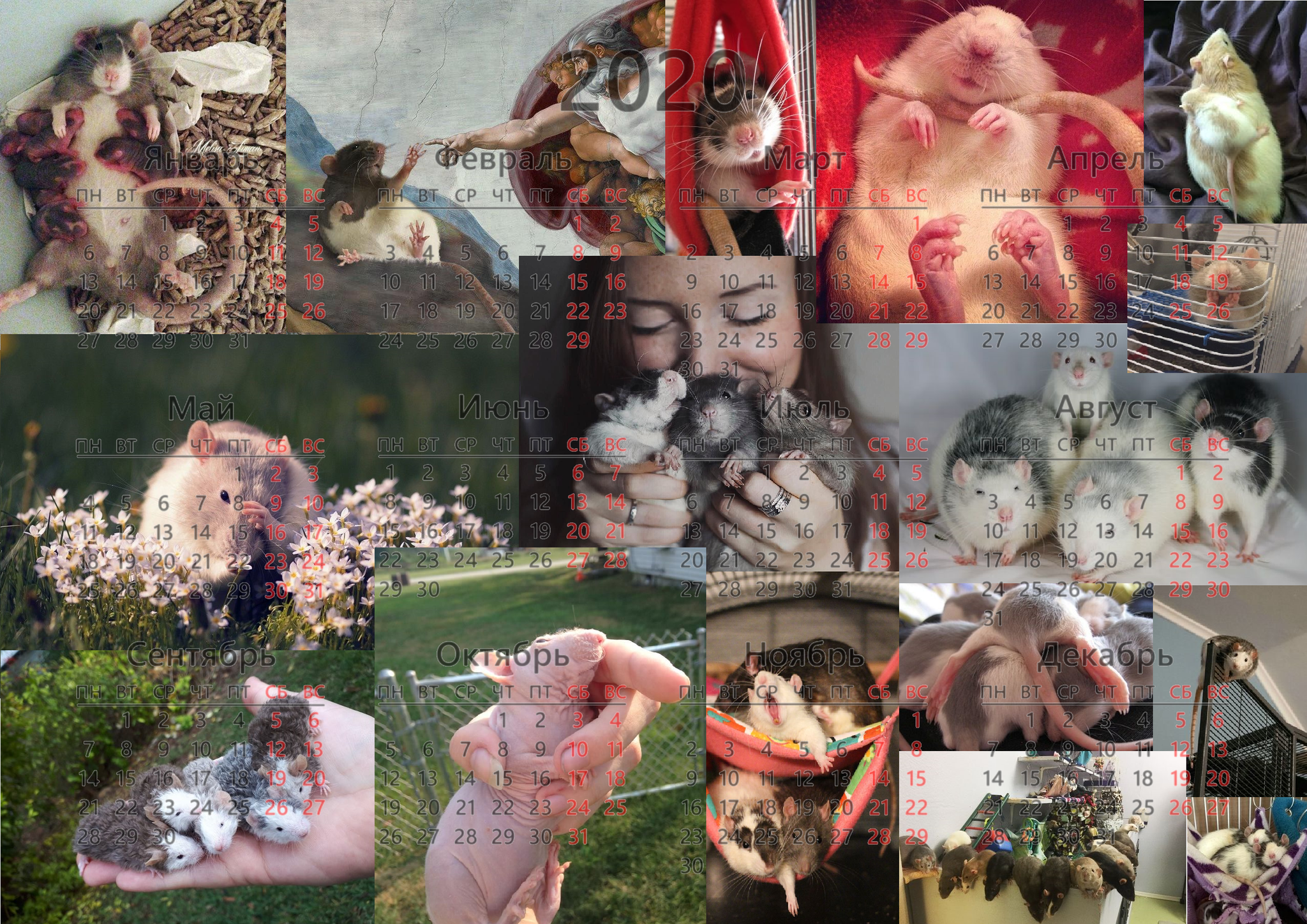 Calendar/wallpaper 2020 with rats for A3 format - My, 2020, Year of the Rat, Collage, Milota, Animals, The calendar, Decorative rats, Nature, Longpost