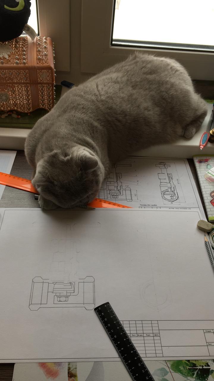 Drawing cat - My, cat, Drawing, Longpost