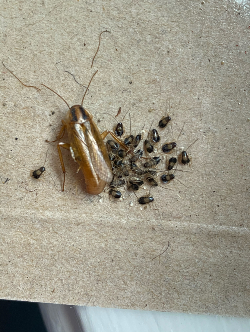 Фото маленьких тараканов домашних только вылупившихся