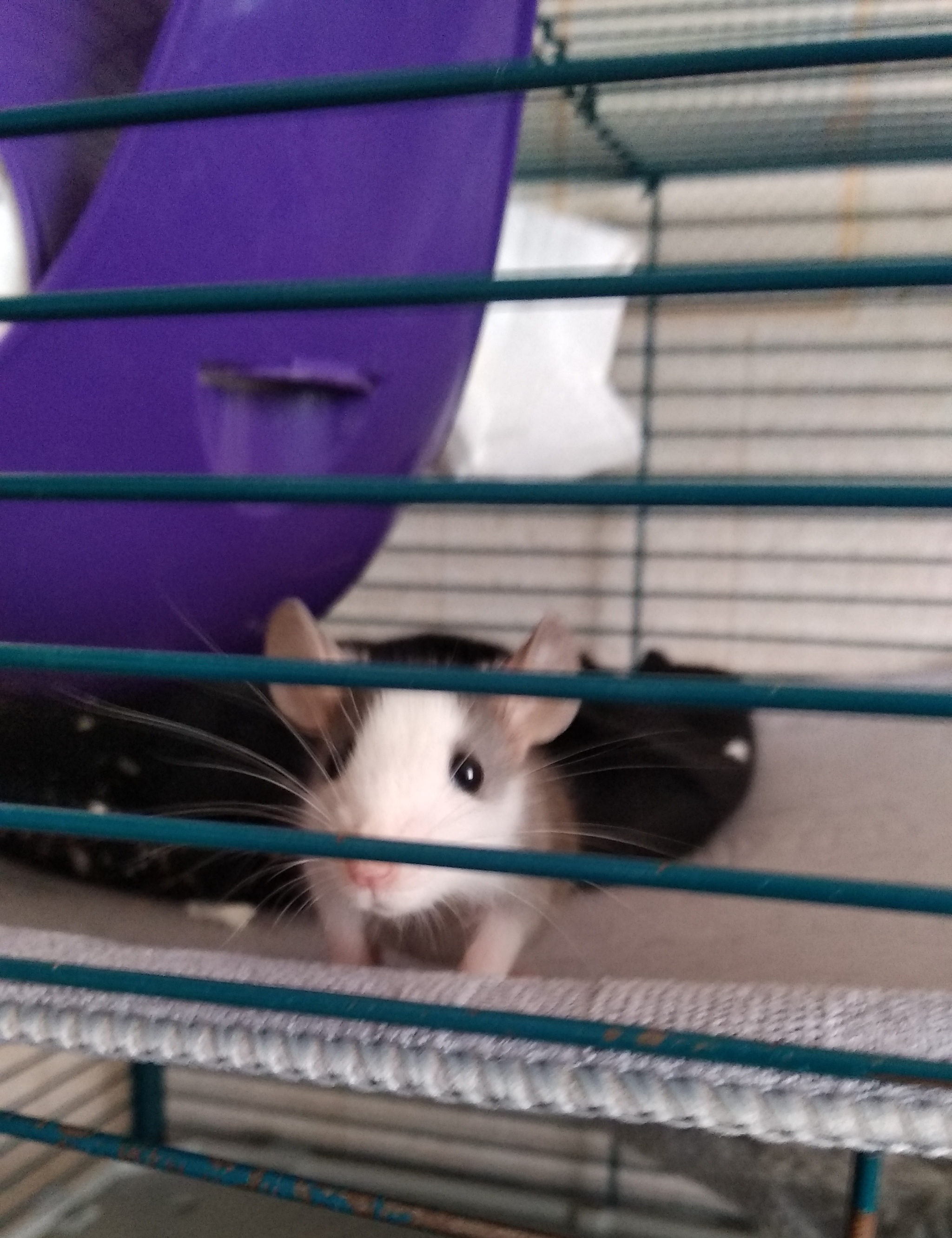 Educational measures - My, Pets, Decorative rats, Question