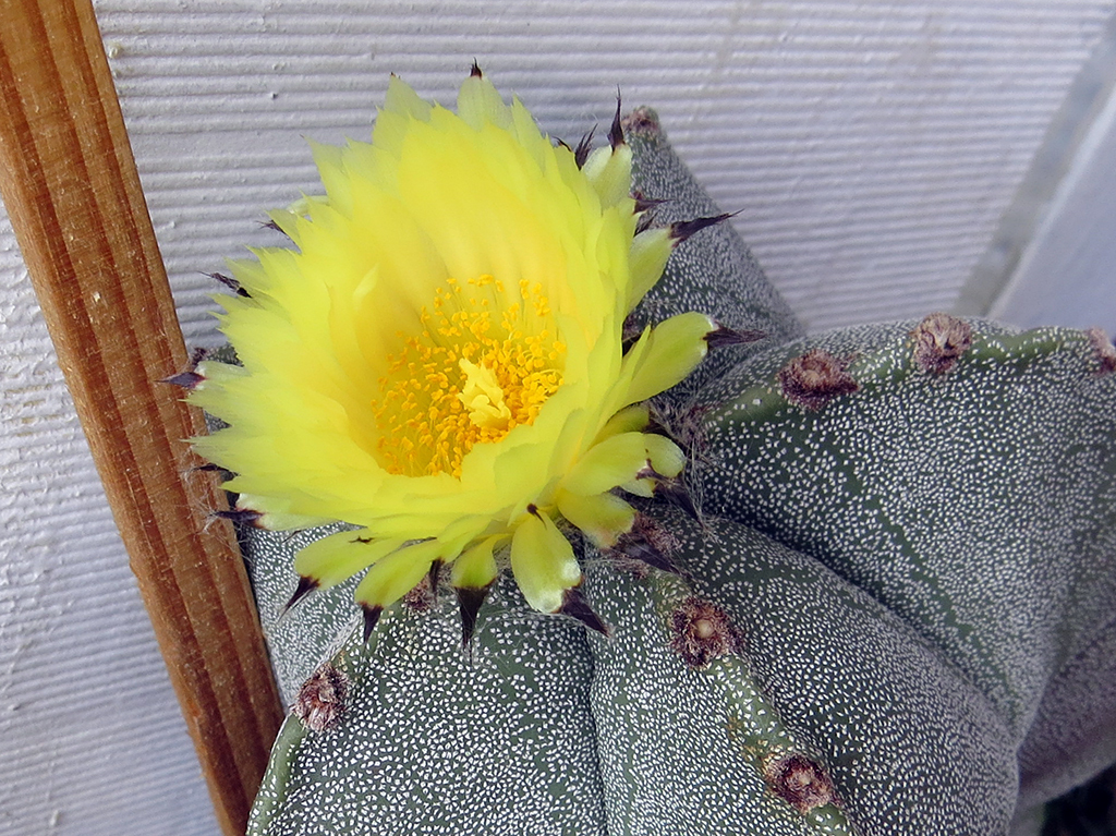 Blooming cacti - My, Cactus, Blooming cacti, Houseplants, Longpost, Video