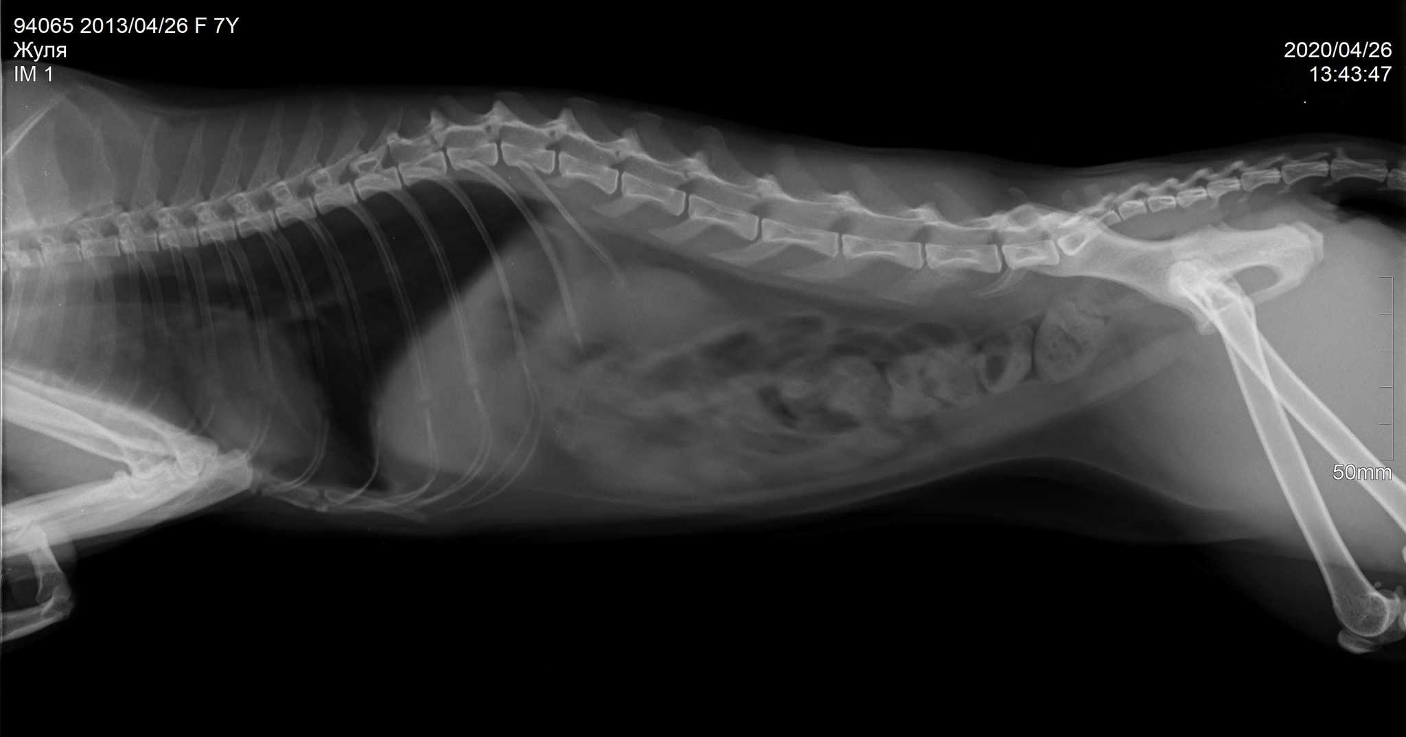 Cats to everyone! - My, cat, X-ray, Good morning, Longpost