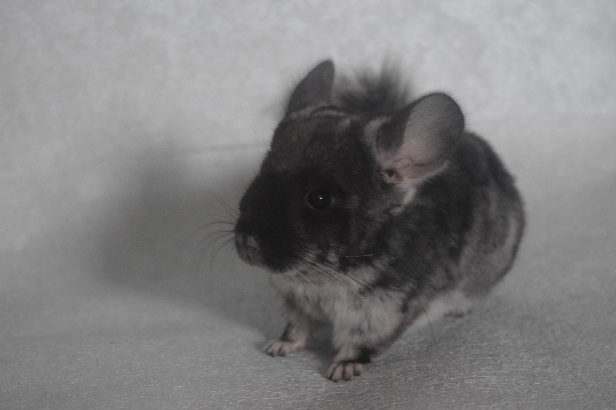 Why is it important to properly care for your chinchilla? Once upon a time - My, Chinchilla, It Was-It Was, The right approach, Longpost