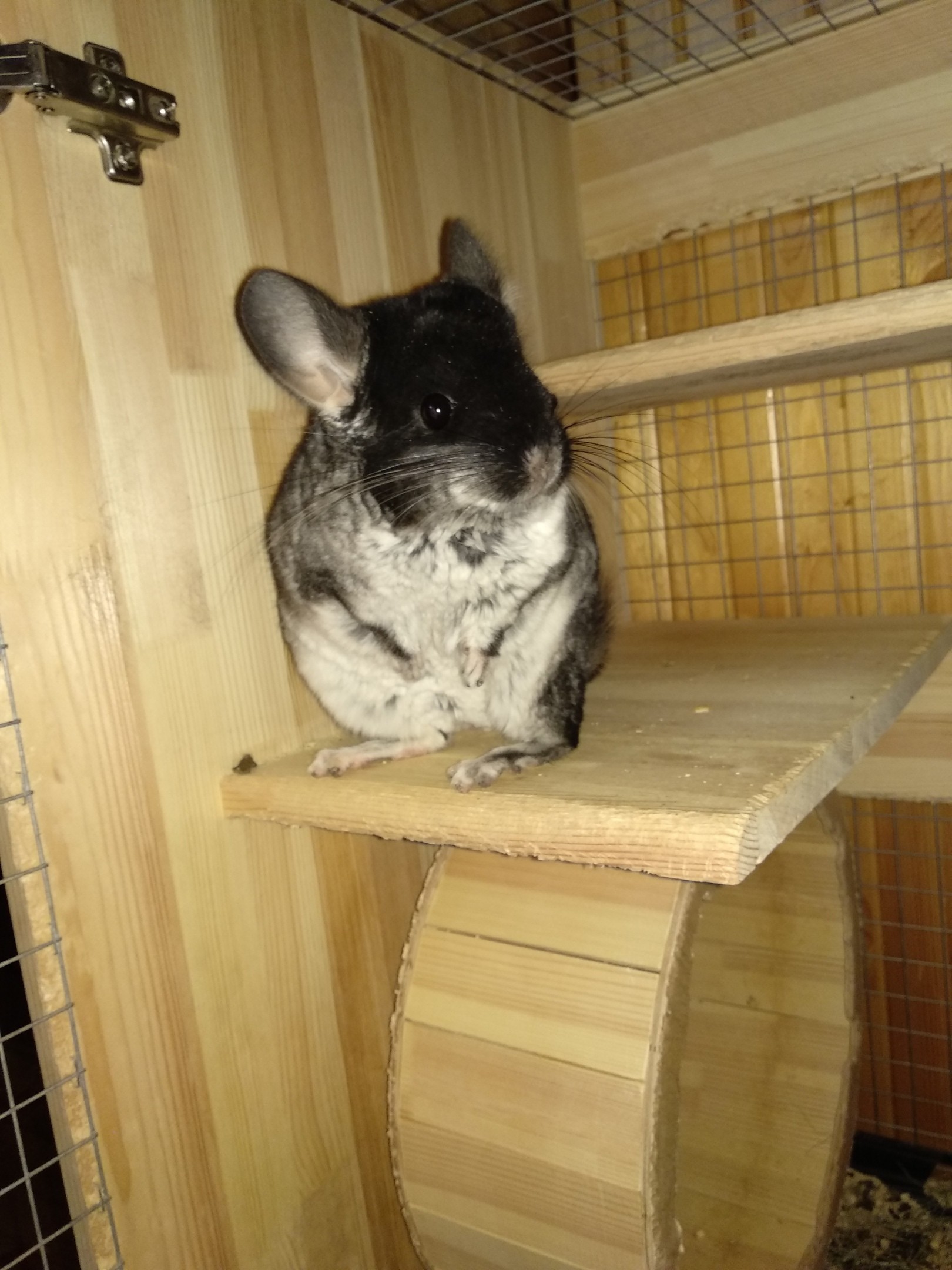 Why is it important to properly care for your chinchilla? Once upon a time - My, Chinchilla, It Was-It Was, The right approach, Longpost