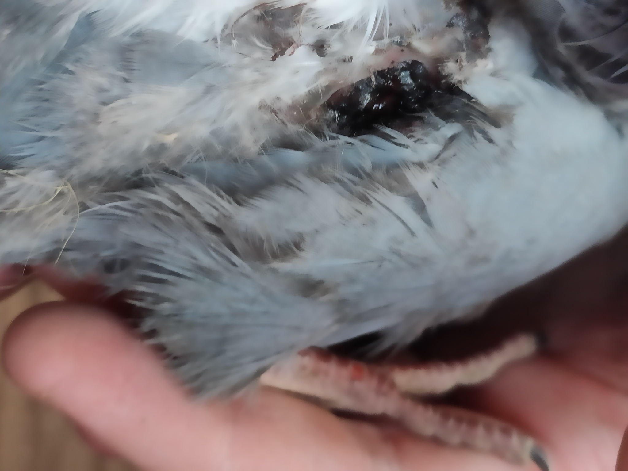 Раненый голубь