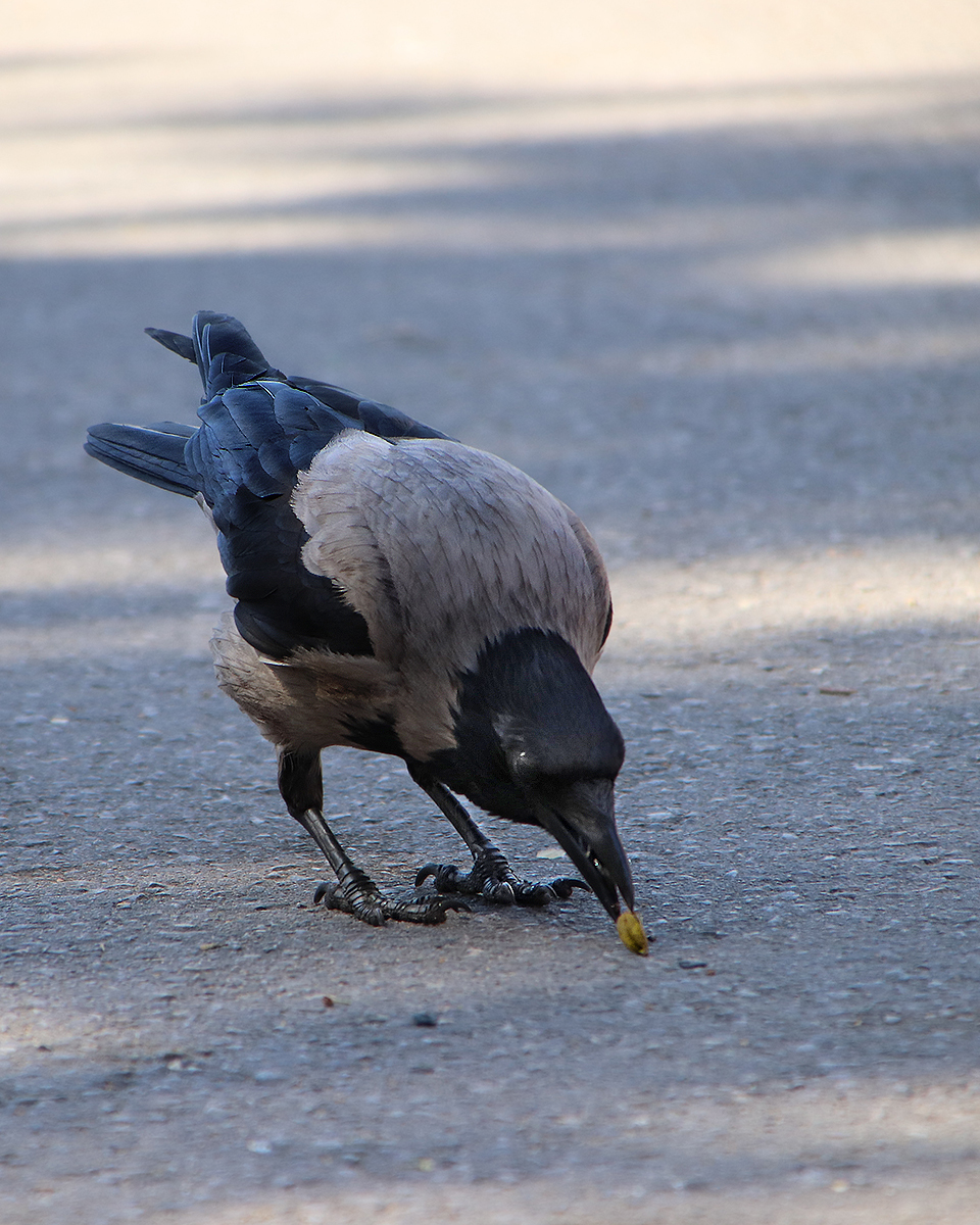 City birds - My, Birds, The photo, Ornithology, Longpost