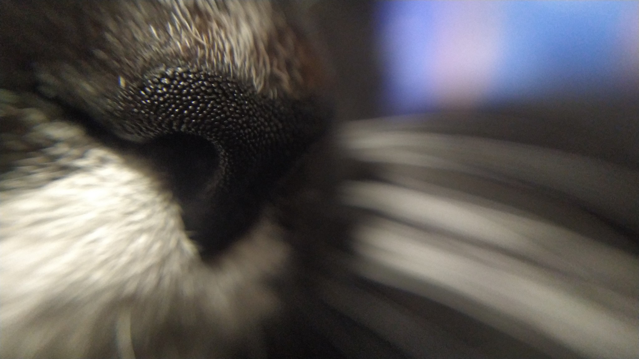 Noses - My, cat, Macro, Nose, Mobile photography, Macro photography