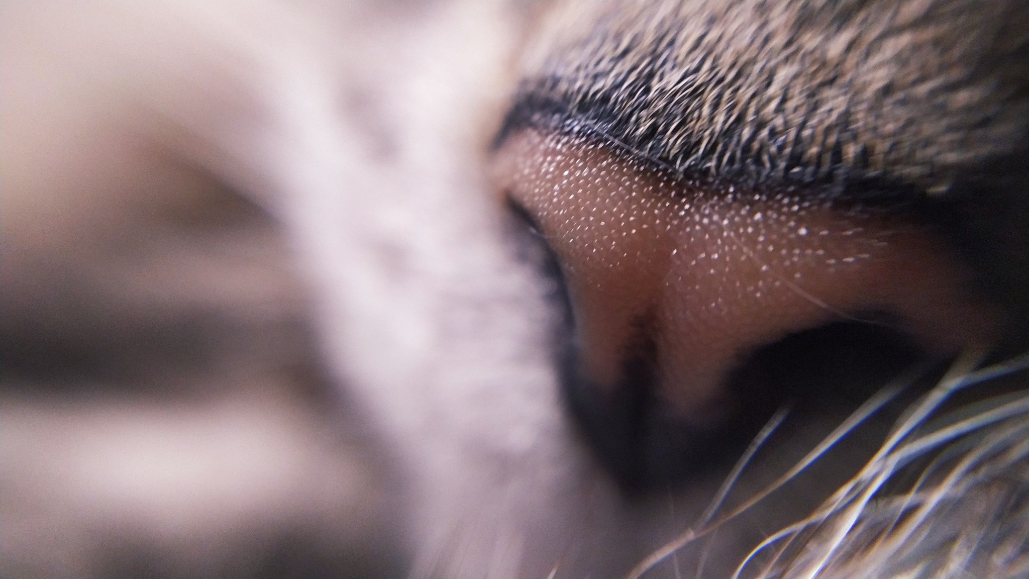 Noses - My, cat, Macro, Nose, Mobile photography, Macro photography