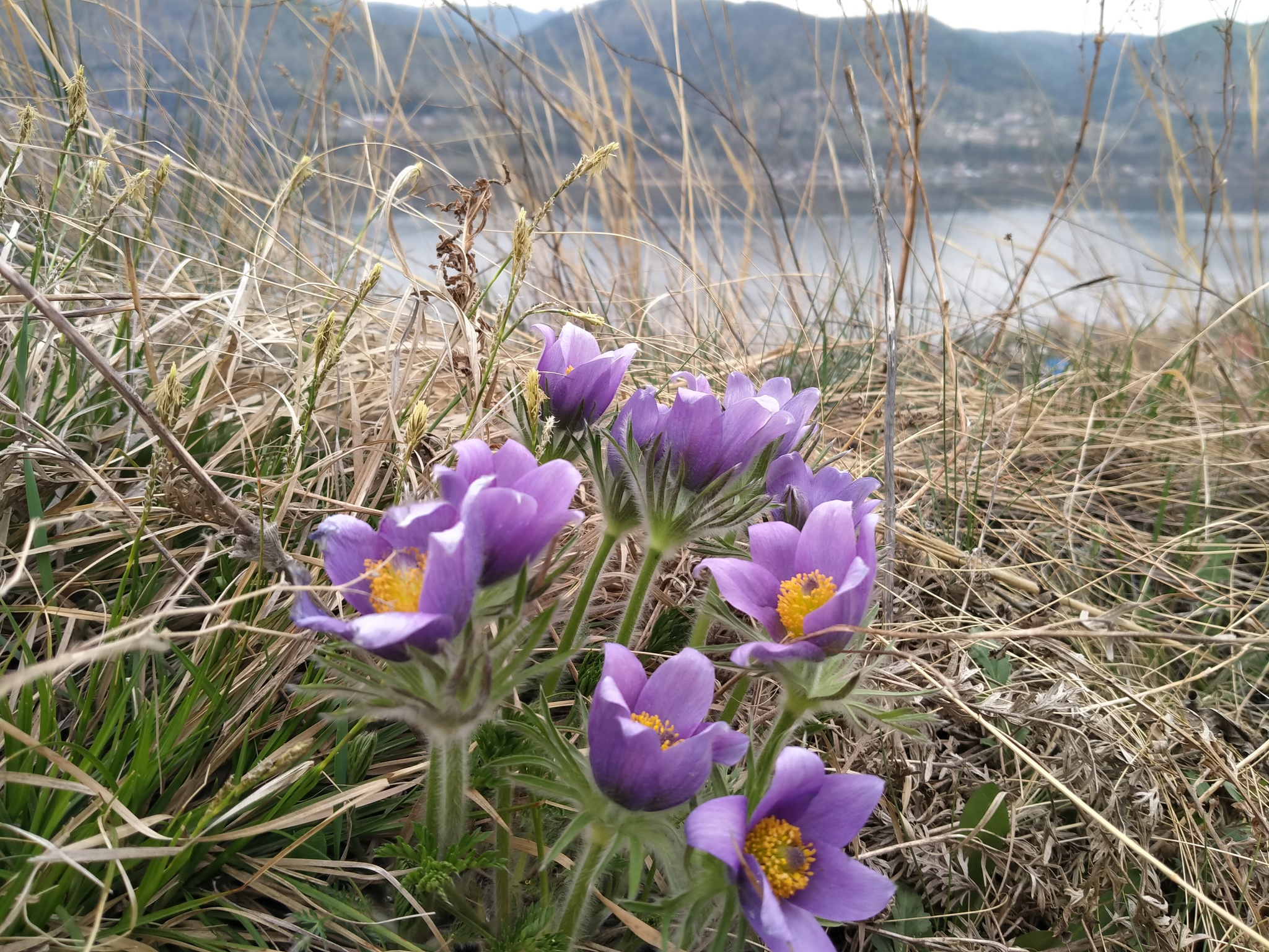 Krasnoyarsk flowers - My, The nature of Russia, Flowers, Spring, Krasnoyarsk, Longpost