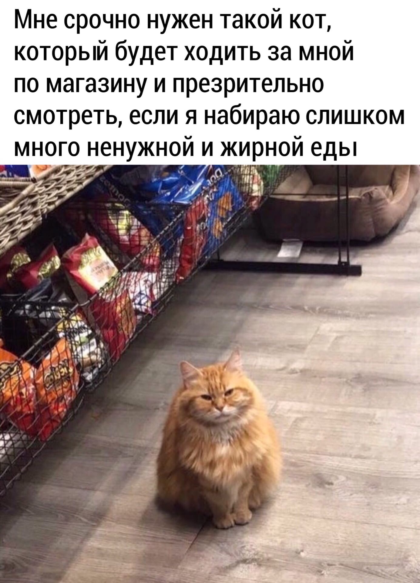 Cat - cat, Pets, Picture with text