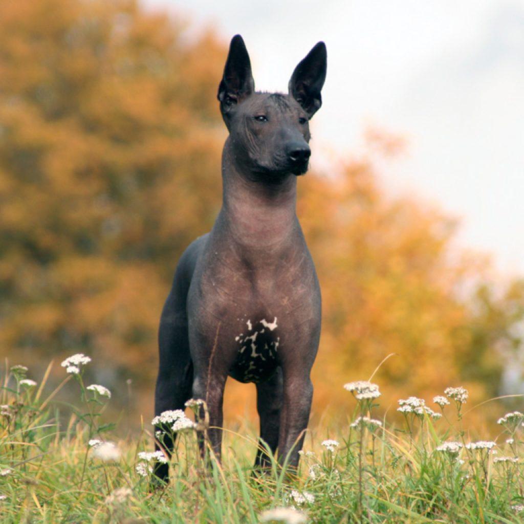 Mexican Hairless Xoloitzcuintle Dog - My, Dog, Animals, Nature, Russia, Pets, Puppies, Interesting, Longpost