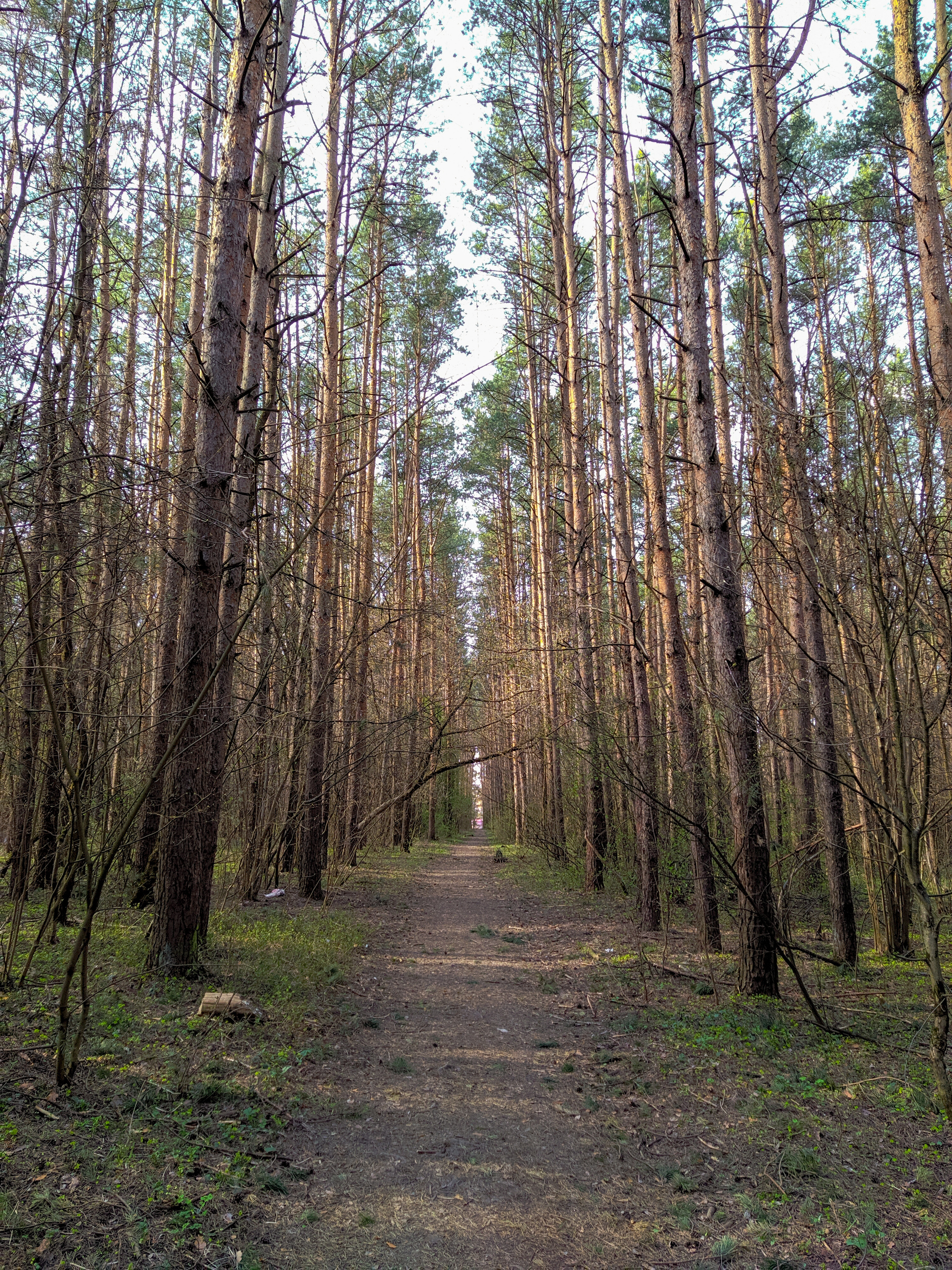 Pine forest - My, Forest, The sun, Mobile photography, Pine, The photo, Longpost