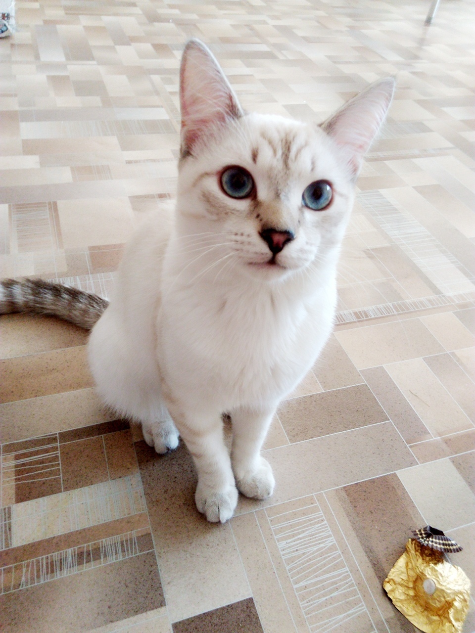 Only Moscow and Moscow Region! I am looking for new owners for my cat. URGENTLY! - My, In good hands, No rating, cat, Announcement, Pets, Longpost, Moscow, Moscow region