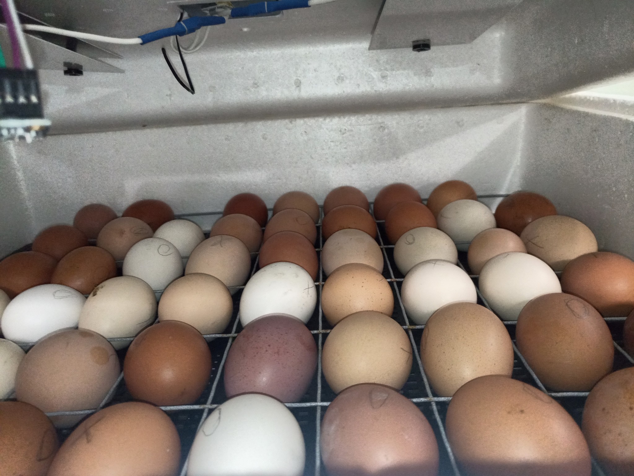 Чем обработать яйца перед закладкой в инкубатор. Дезинфекция инкубационных яиц. Инкубатор куриных яиц Несушка. Овоскопирование яиц бройлеров в инкубаторе. Дезинфекция инкубационного яйца в коробке.