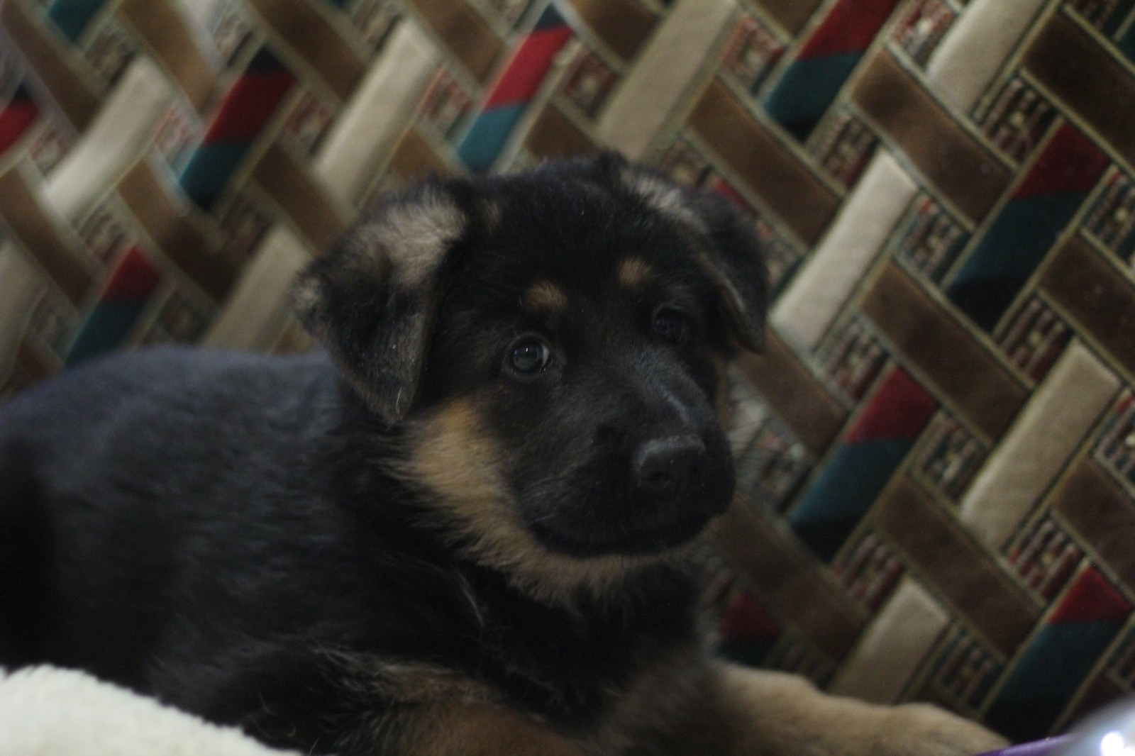 My black-and-white dream - My, Dog, German Shepherd, Puppies, It Was-It Was, Longpost