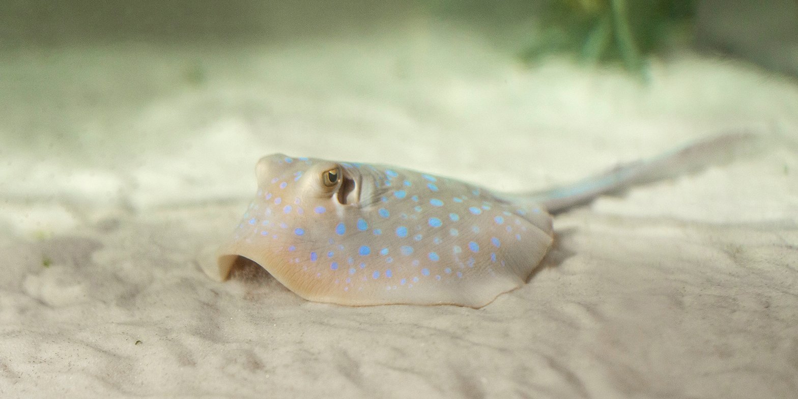 Blue-spotted reef stingrays were born for the first time in Moskvarium - My, Moscow, Moskvarium, Stingray, Animals, Longpost