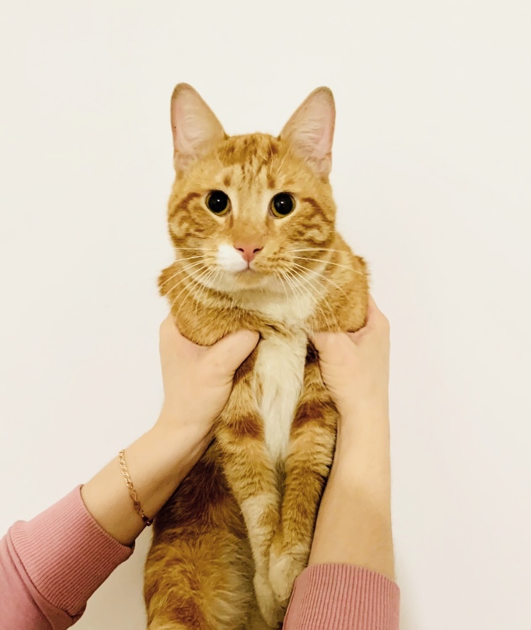 A ginger cat, who was left on the street for some reason, is looking for a home. St. Petersburg and Leningrad region - My, cat, No rating, In good hands, Saint Petersburg, Leningrad region, Animal Rescue, Redheads, Longpost