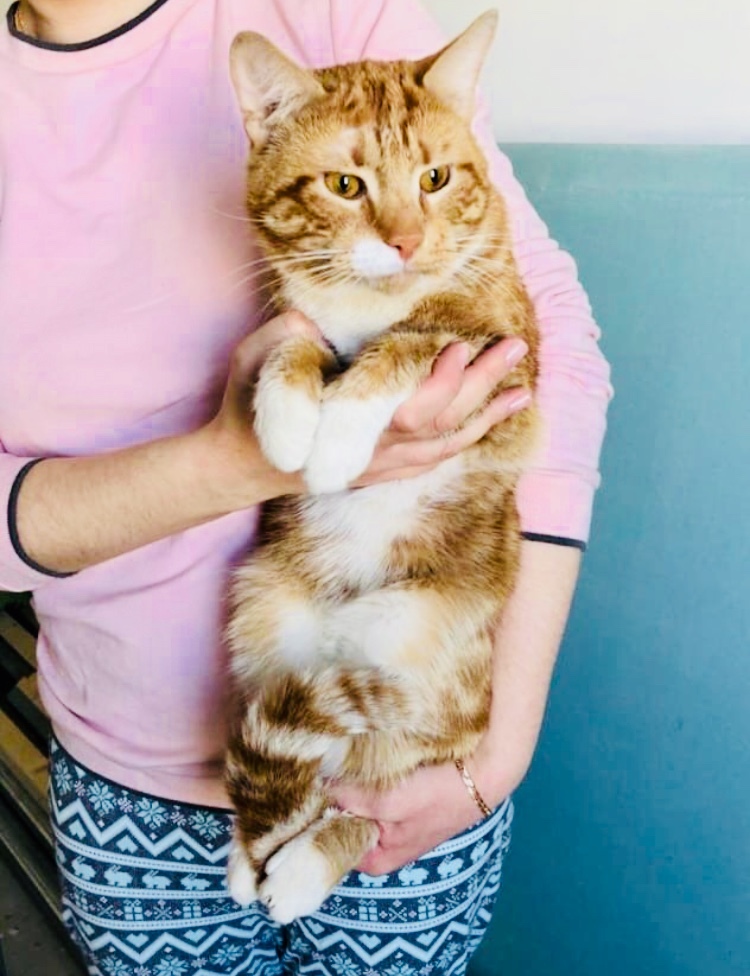 A ginger cat, who was left on the street for some reason, is looking for a home. St. Petersburg and Leningrad region - My, cat, No rating, In good hands, Saint Petersburg, Leningrad region, Animal Rescue, Redheads, Longpost