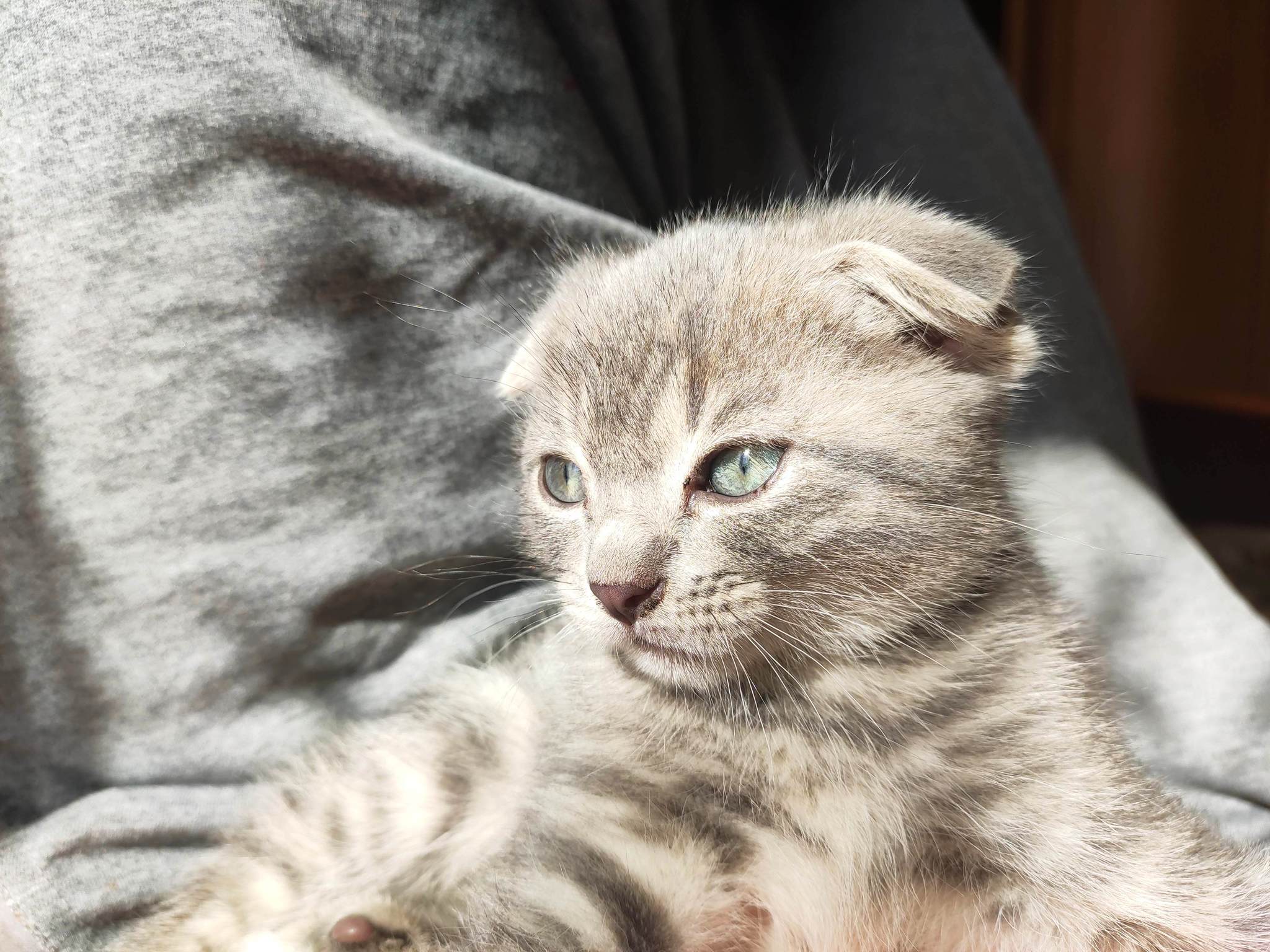 My new cat - My, Scottish lop-eared, cat, Kittens, Milota