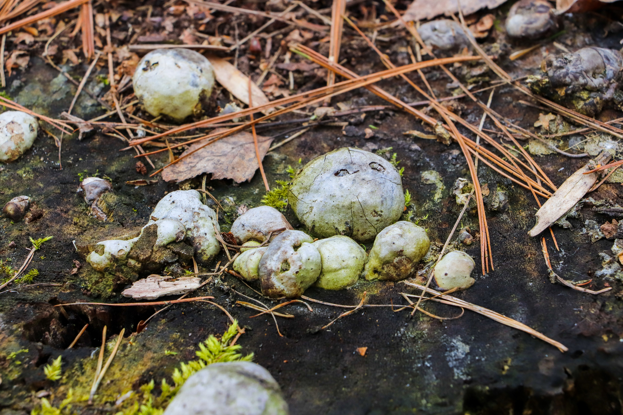 Весенние зарисовки - Моё, Фотография, Canon 800D, Птицы, Растения, Велосипед, Длиннопост