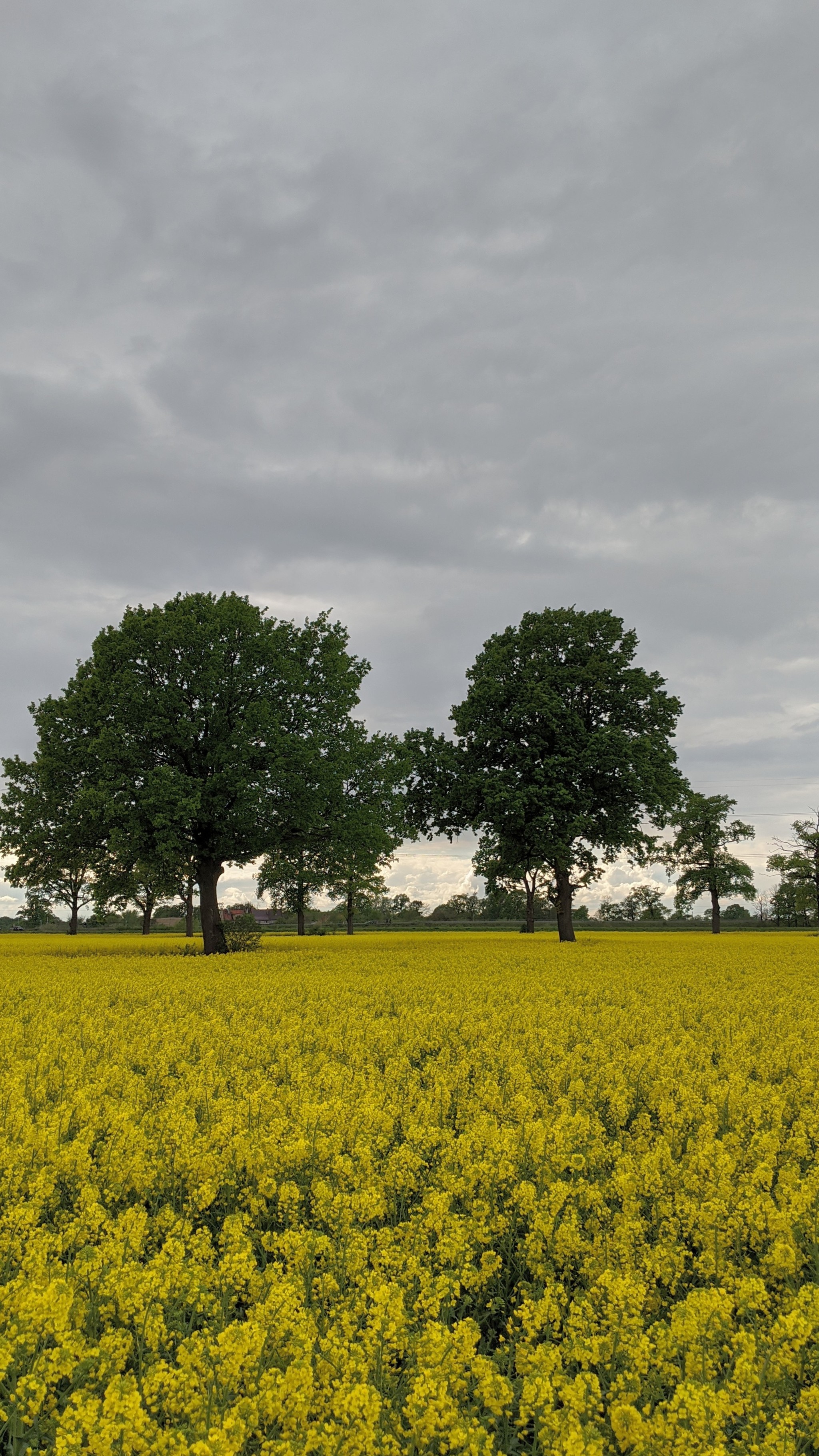 Rapeseed has bloomed - My, Colza, Nature, Longpost