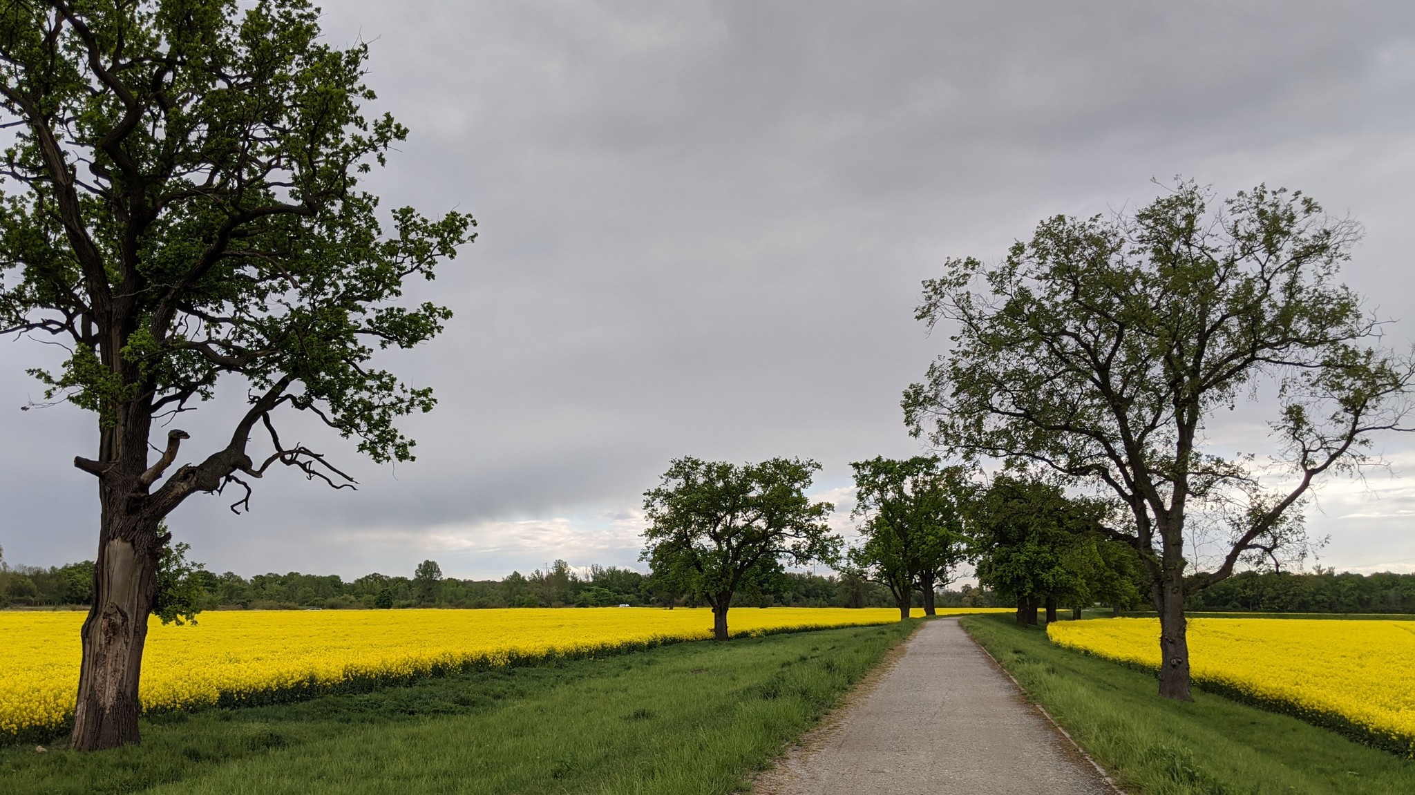 Rapeseed has bloomed - My, Colza, Nature, Longpost