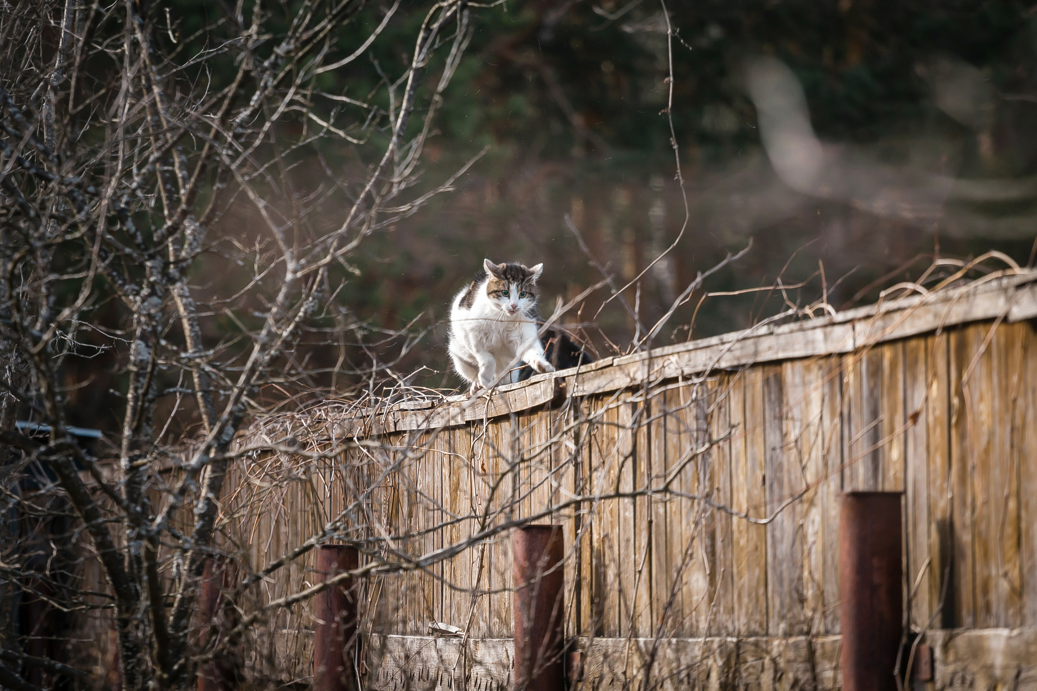 Uninvited guest - My, cat, Dog, Cats and dogs together, Village, The photo, Longpost