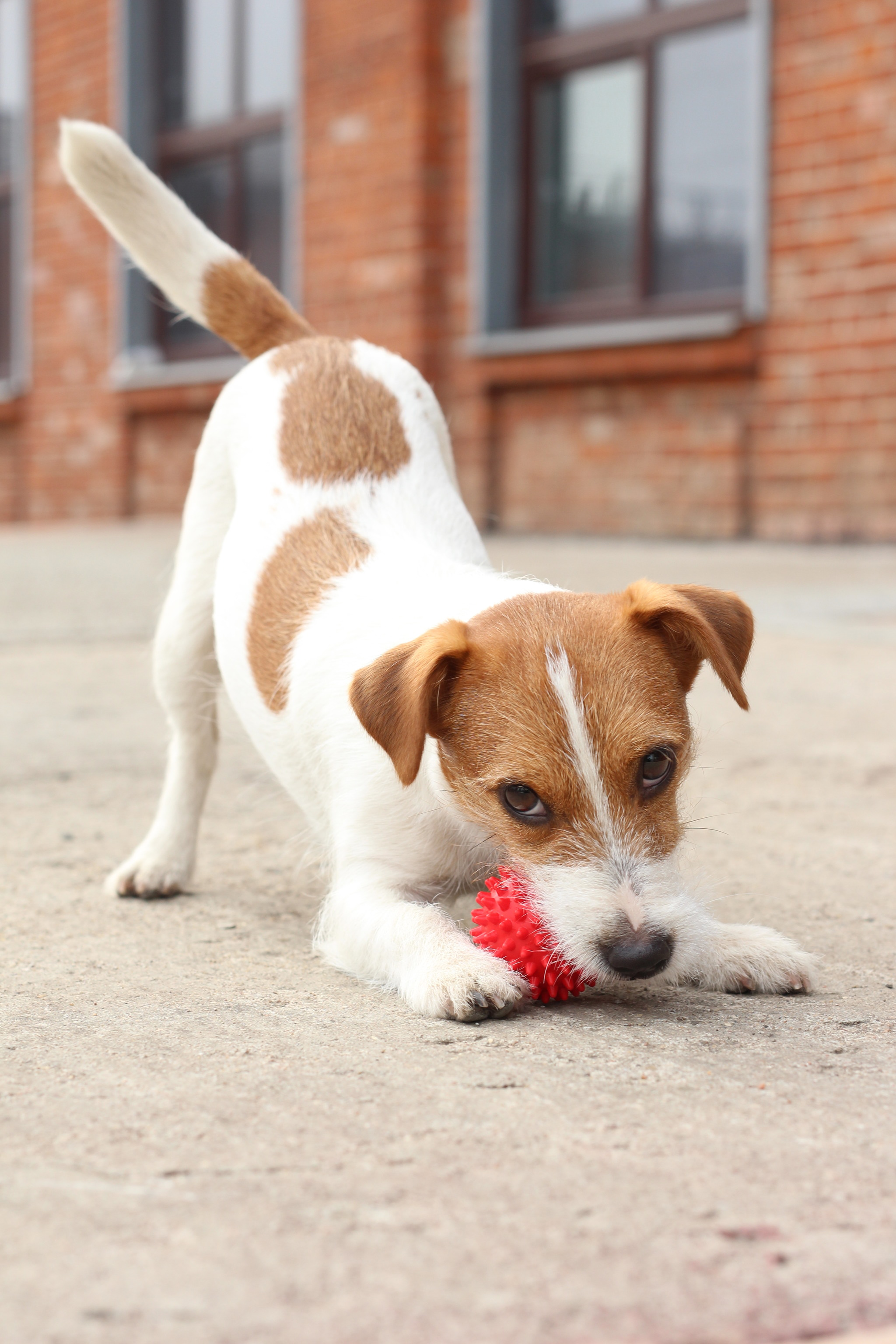 Shall we play? - My, Dog, Jack Russell Terrier, German Shepherd, German boxer, Animals, Training, Longpost