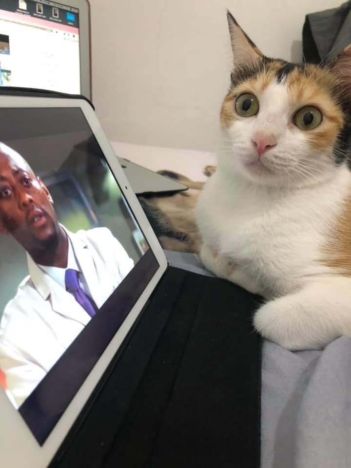 The cat is shocked by Dr. House and his colleagues - cat, Dr. House