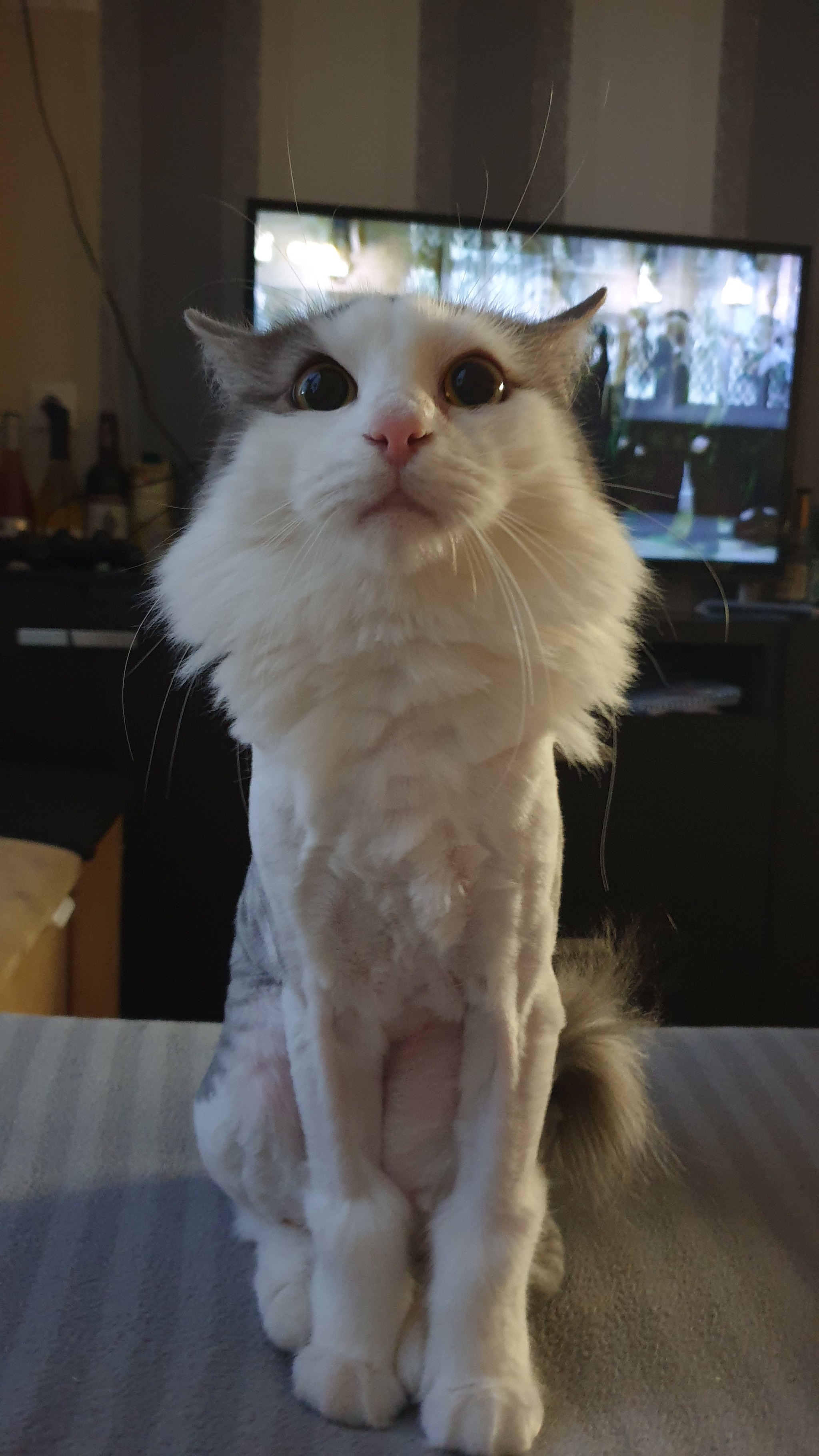 Home haircut - cat, Стрижка