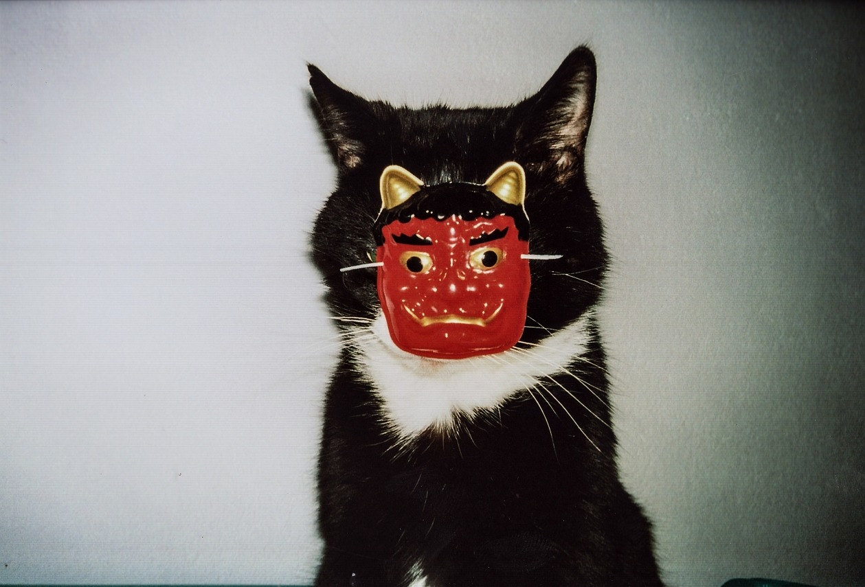 Wearing a mask - cat, Mask, Coronavirus, Safety, Milota, Pet, Pets, Longpost