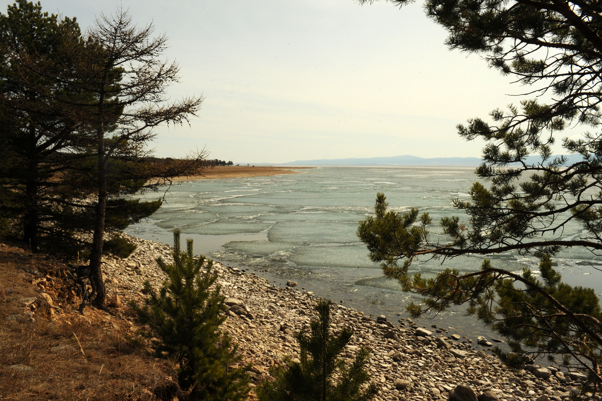 Spring, May Baikal - My, Baikal, Moto, Ice, Spring, Fog, 1st of May, Tree, Longpost