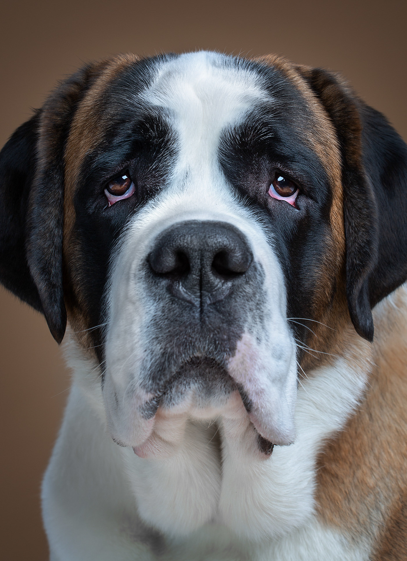 Dog show - Dog, The photo, Longpost