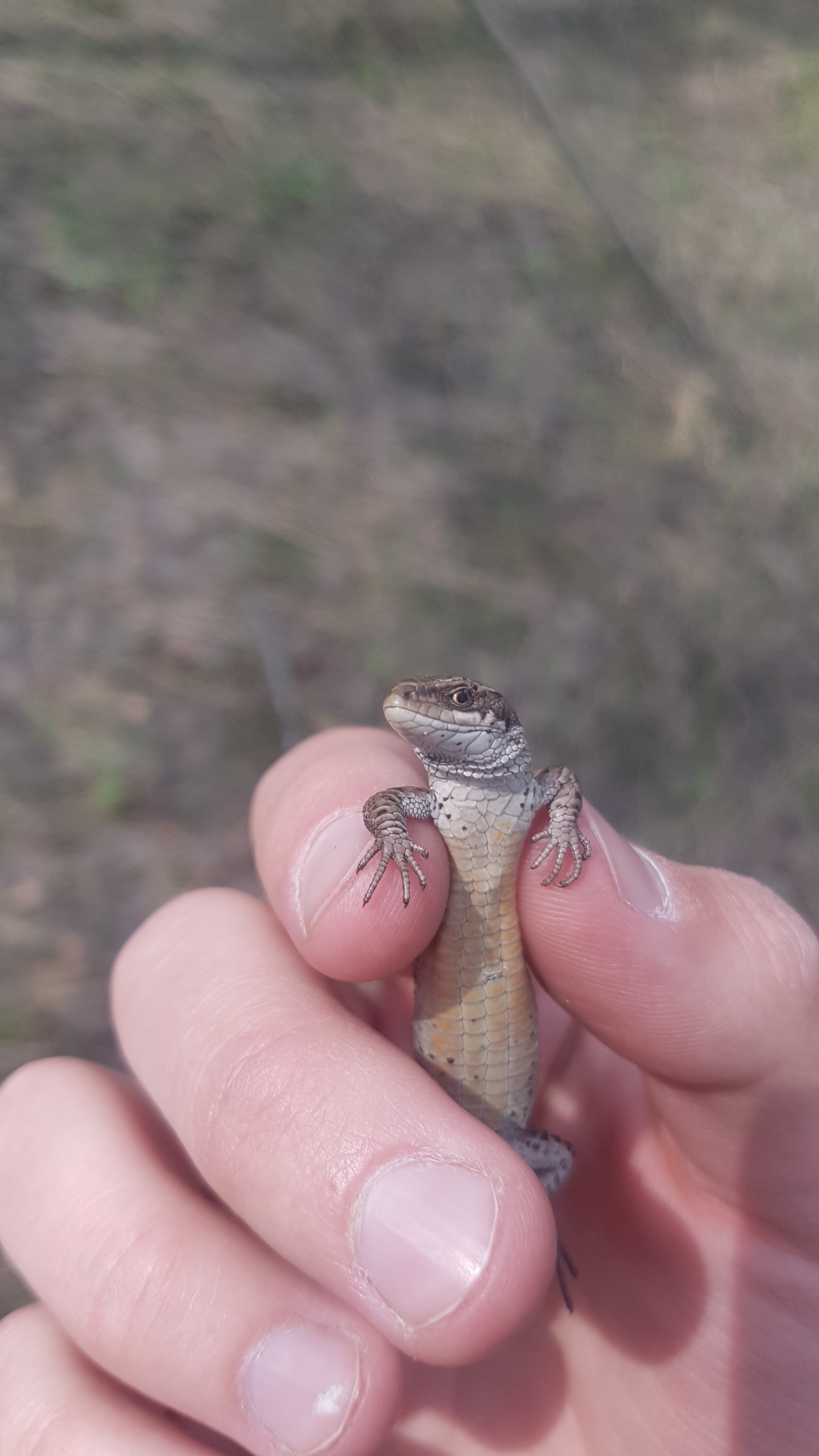 The Lizard Who Doesn't Have an Oscar - My, Lizard, Forest, Fashion model, Longpost