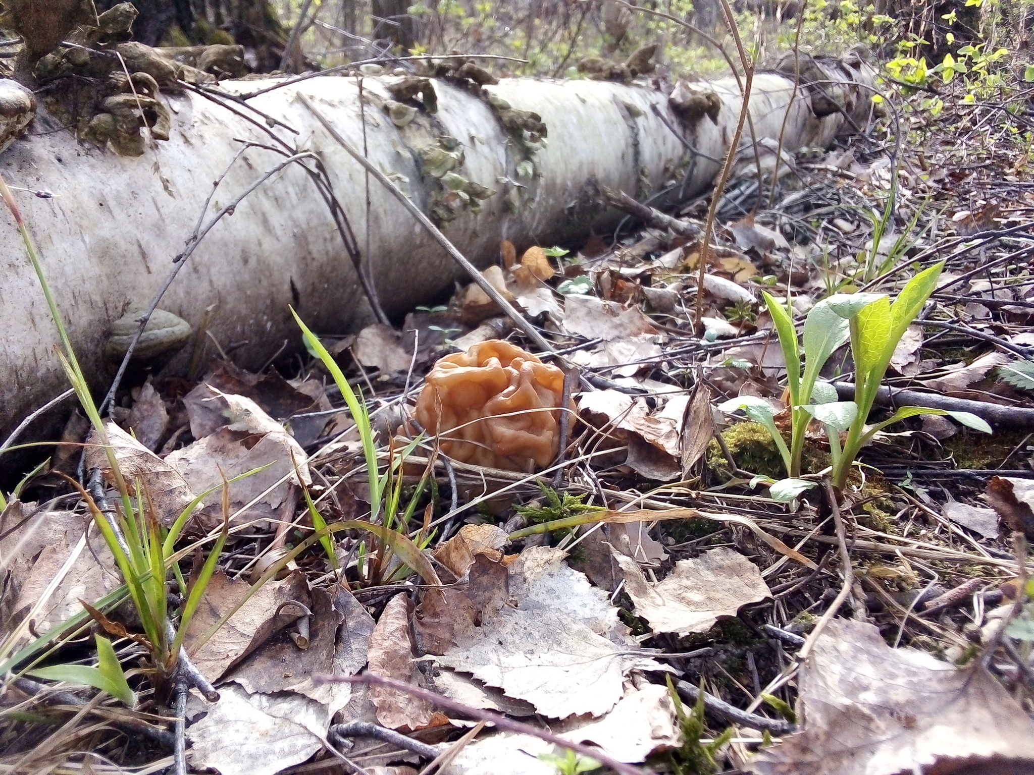 From the series “Who knows if these mushrooms are edible?” - My, Photo on sneaker, Mushrooms, Forest, Longpost