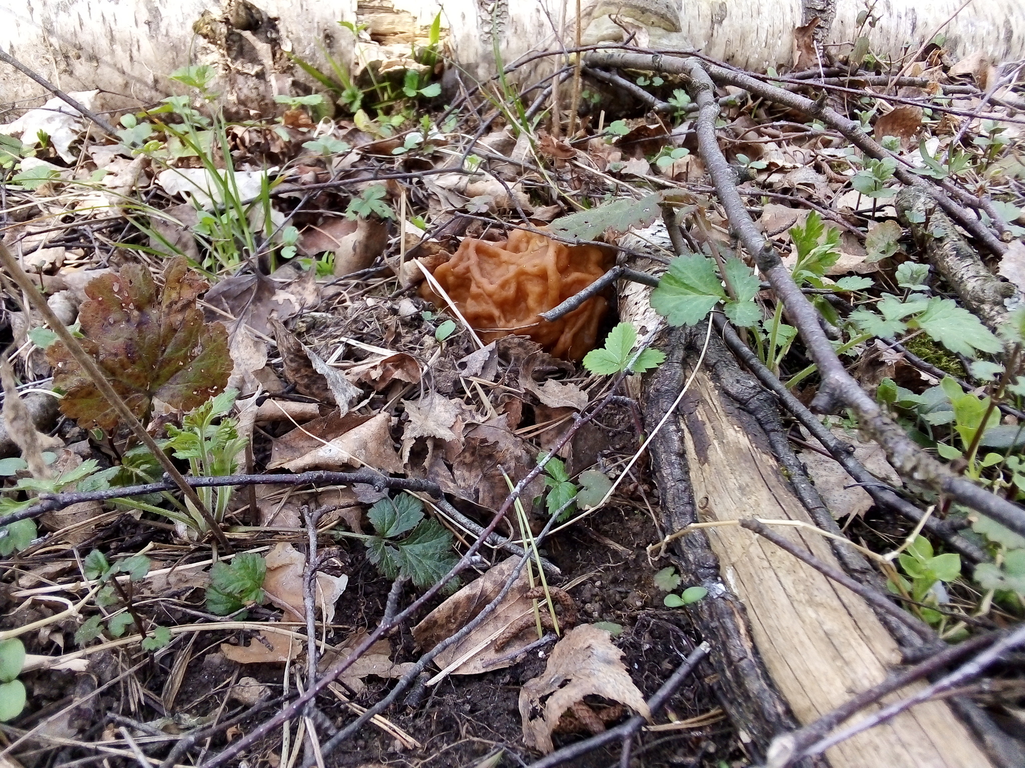 From the series “Who knows if these mushrooms are edible?” - My, Photo on sneaker, Mushrooms, Forest, Longpost