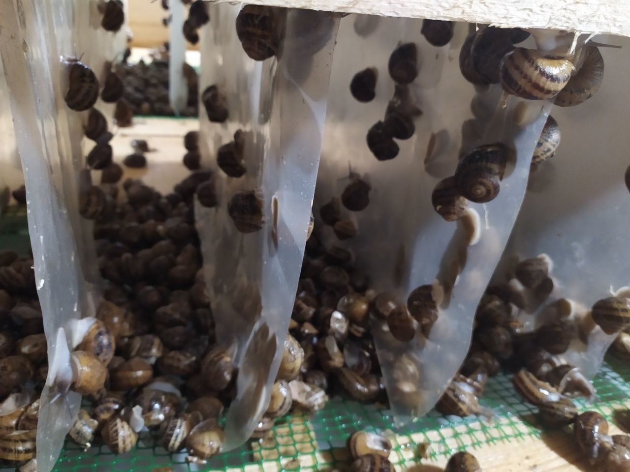 Snail farm - My, Snail, Farm, Family, Work, Longpost