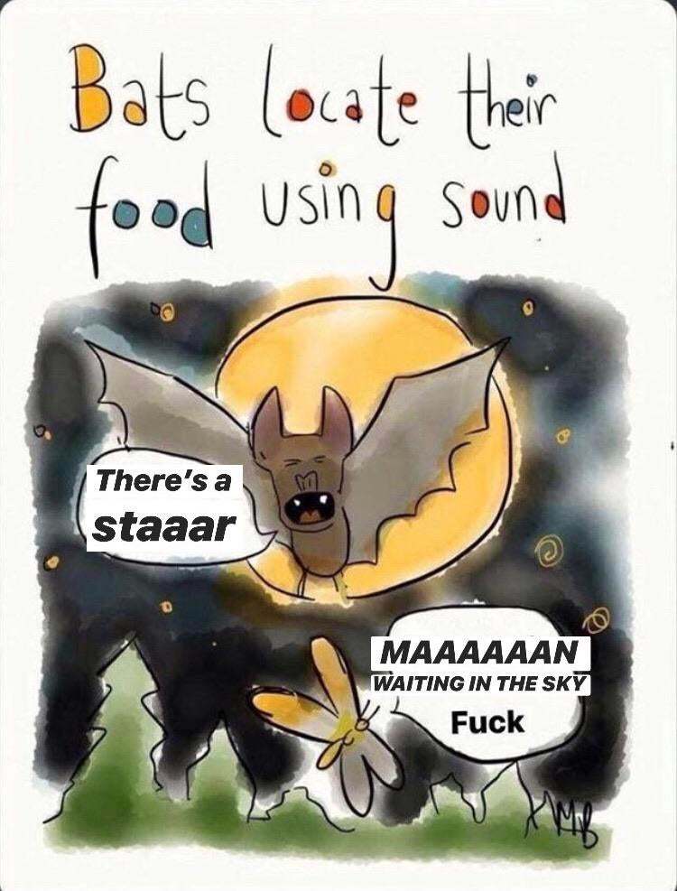 Bats use sound to find food - David Bowie, Strange humor