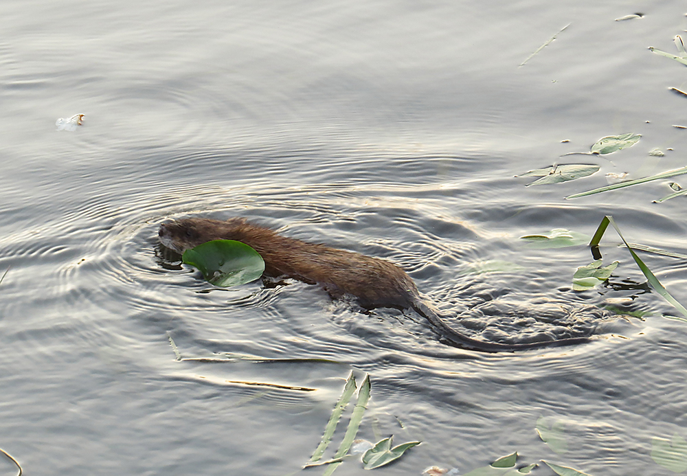 Muskrat, part two - My, Muskrat, Klyazma, River, Animals, Nature, Rodents, Schelkovo, Video, Longpost