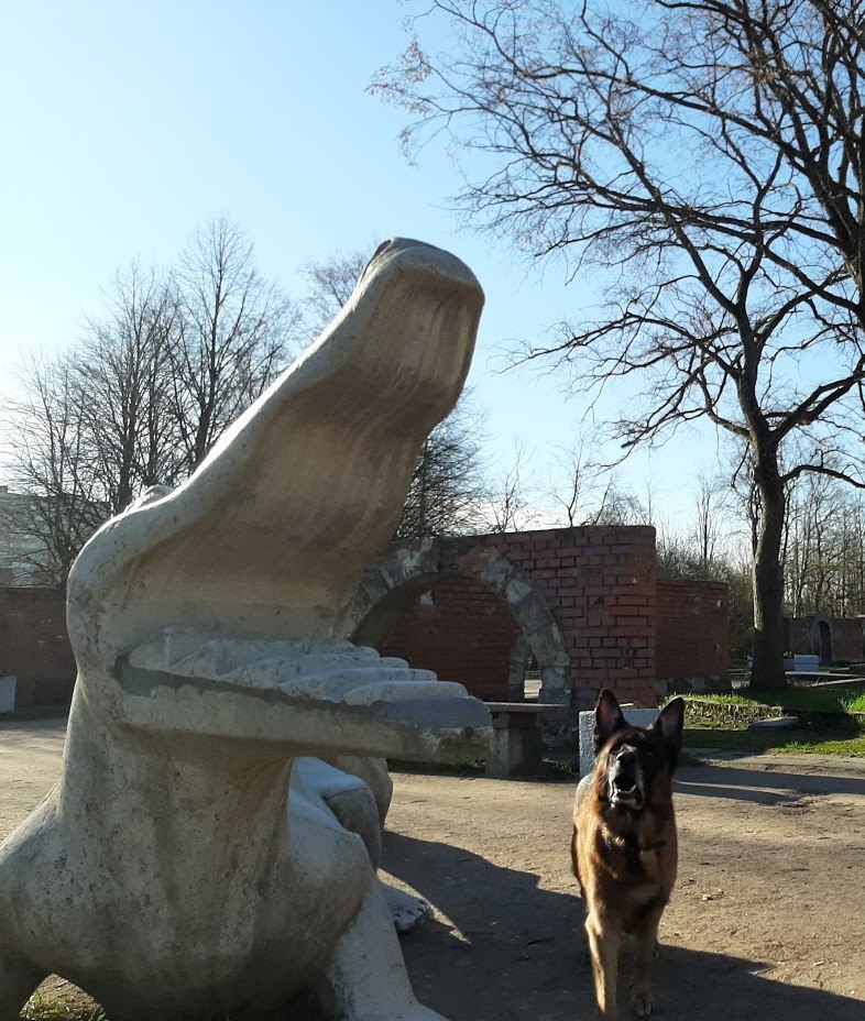 German Shepherd compares itself with the teeth of a crocodile - My, German Shepherd, Funny, Longpost, Dog