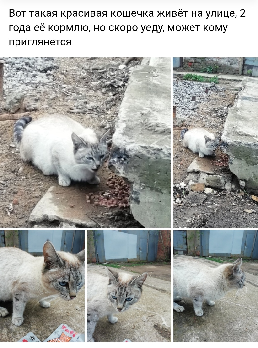 Need a temporary home for a cat - Moscow, cat, Thai cat, In good hands, Good league, Animal shelter, Animal Rescue, No rating