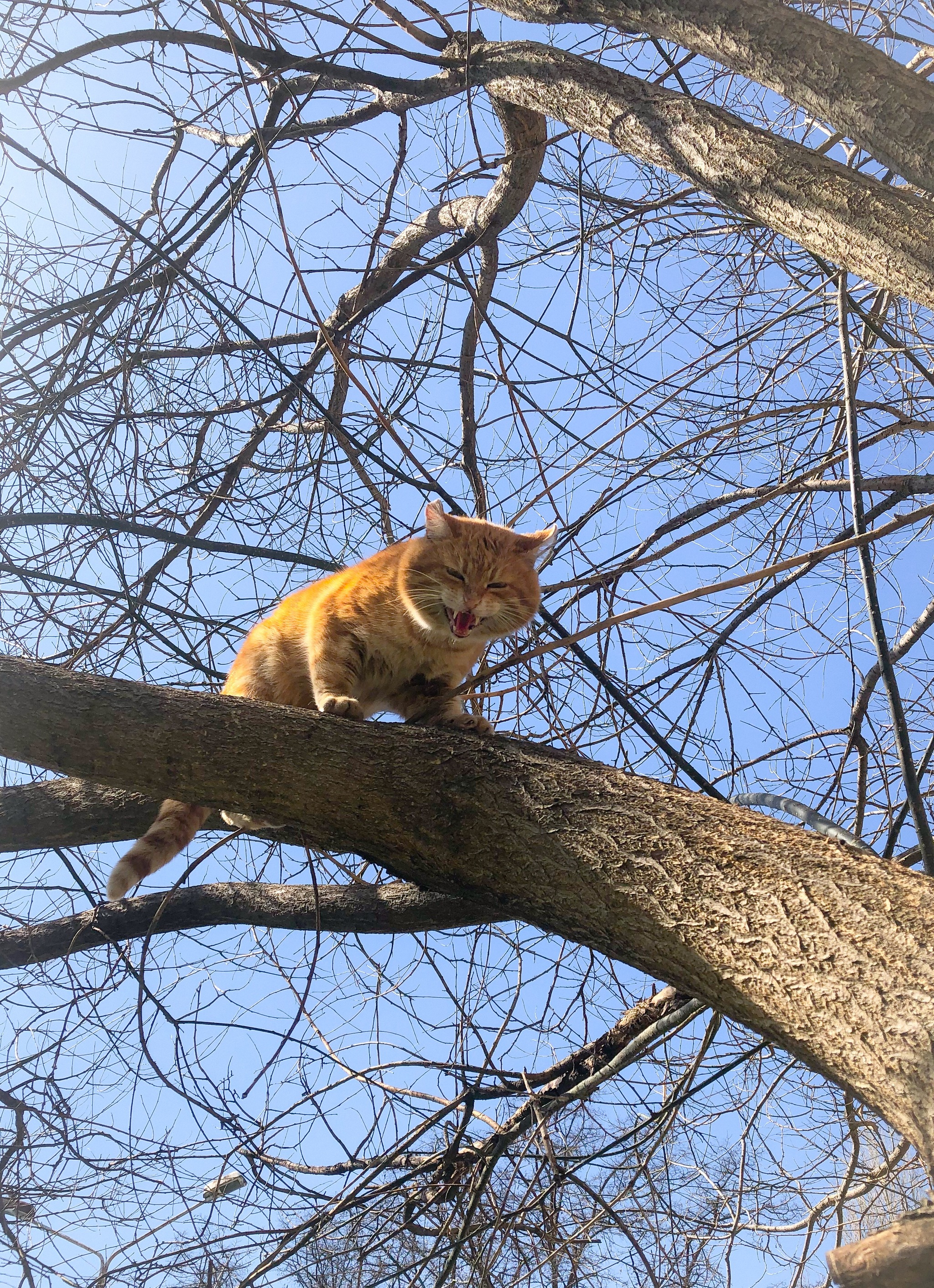 Разбойник - Моё, Кот, Шипение, Длиннопост