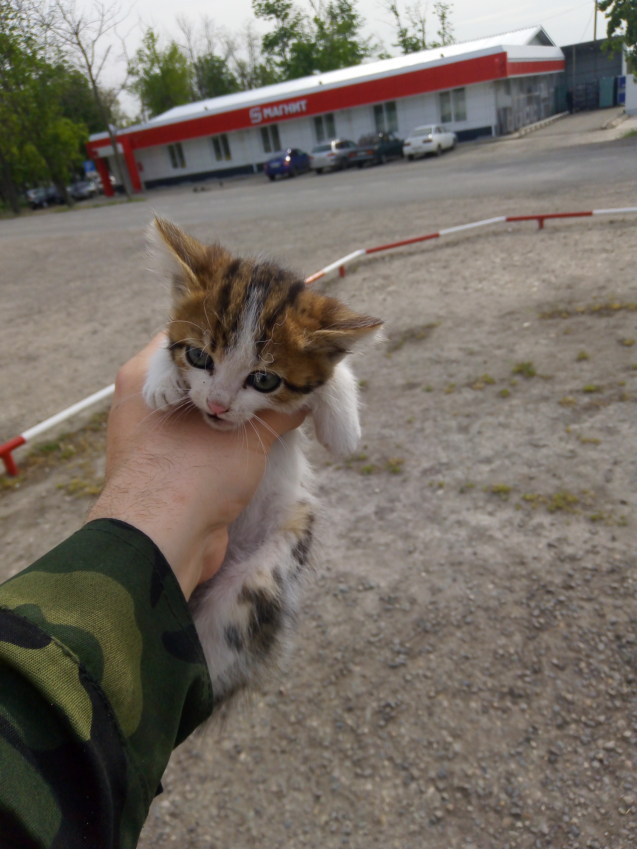 Орало мявукающее - Моё, Кот, Длиннопост, Котята