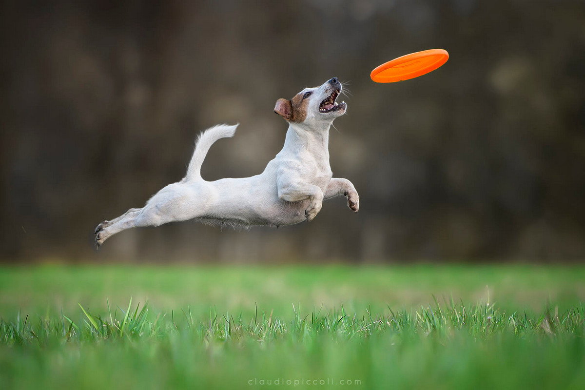 Stop, just a moment! You're wonderful... - Dog, Frisbee, Bounce, Activity, Milota, Longpost, The photo