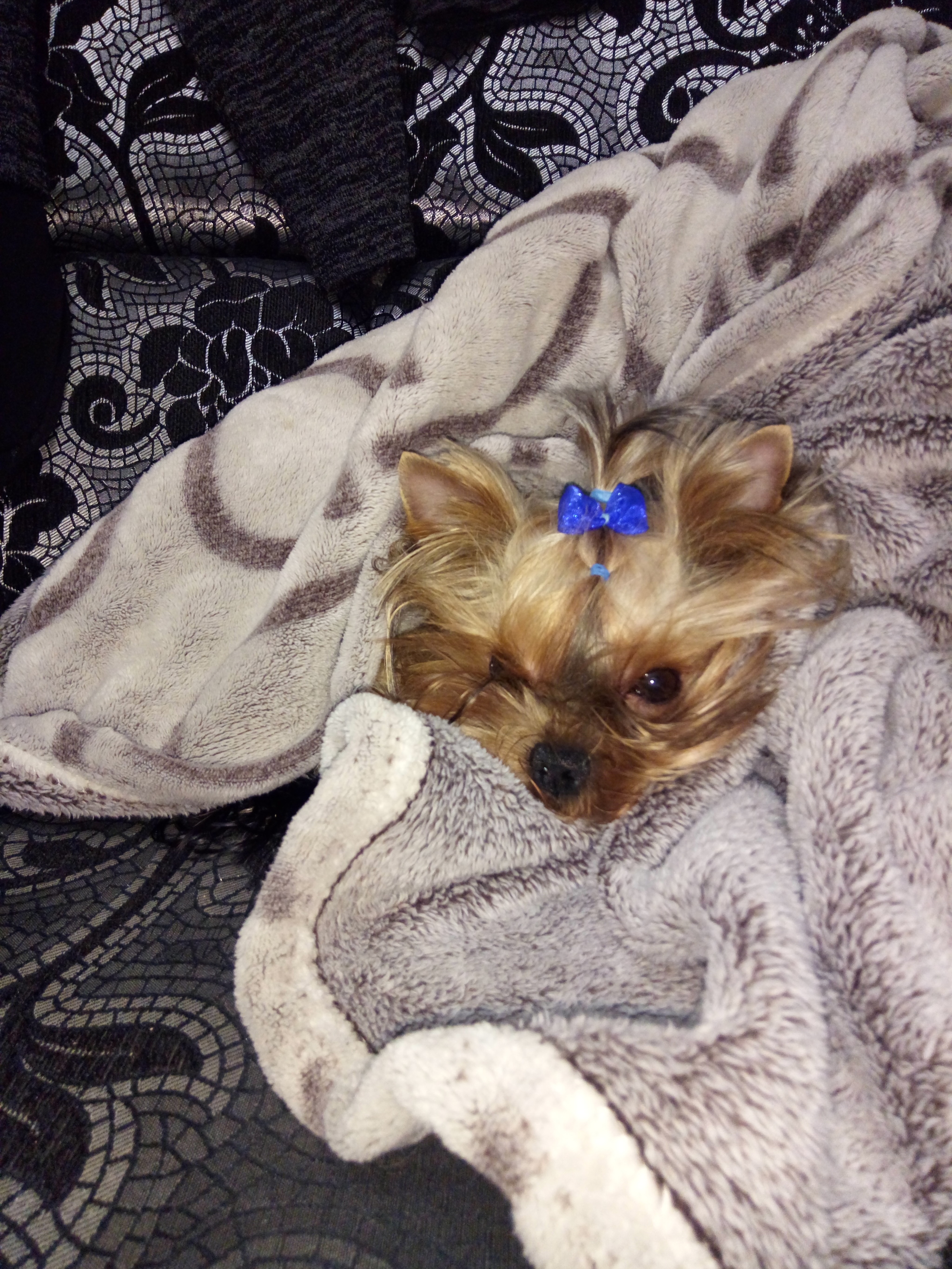 My wife wanted a dog... - My, Dog, Longpost, Personal experience, Pets, Yorkshire Terrier