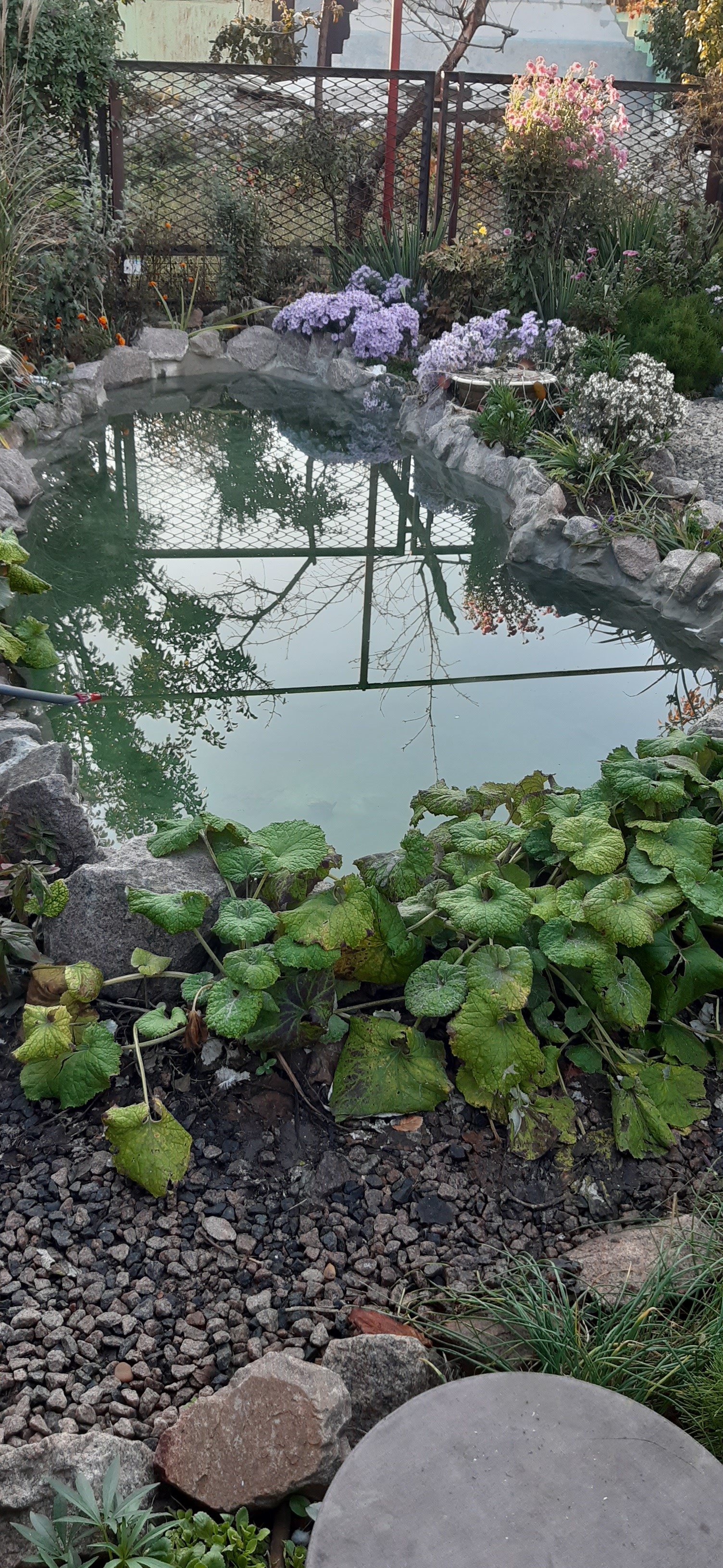 A little more pudica - My, Home Pond, Nature, Longpost