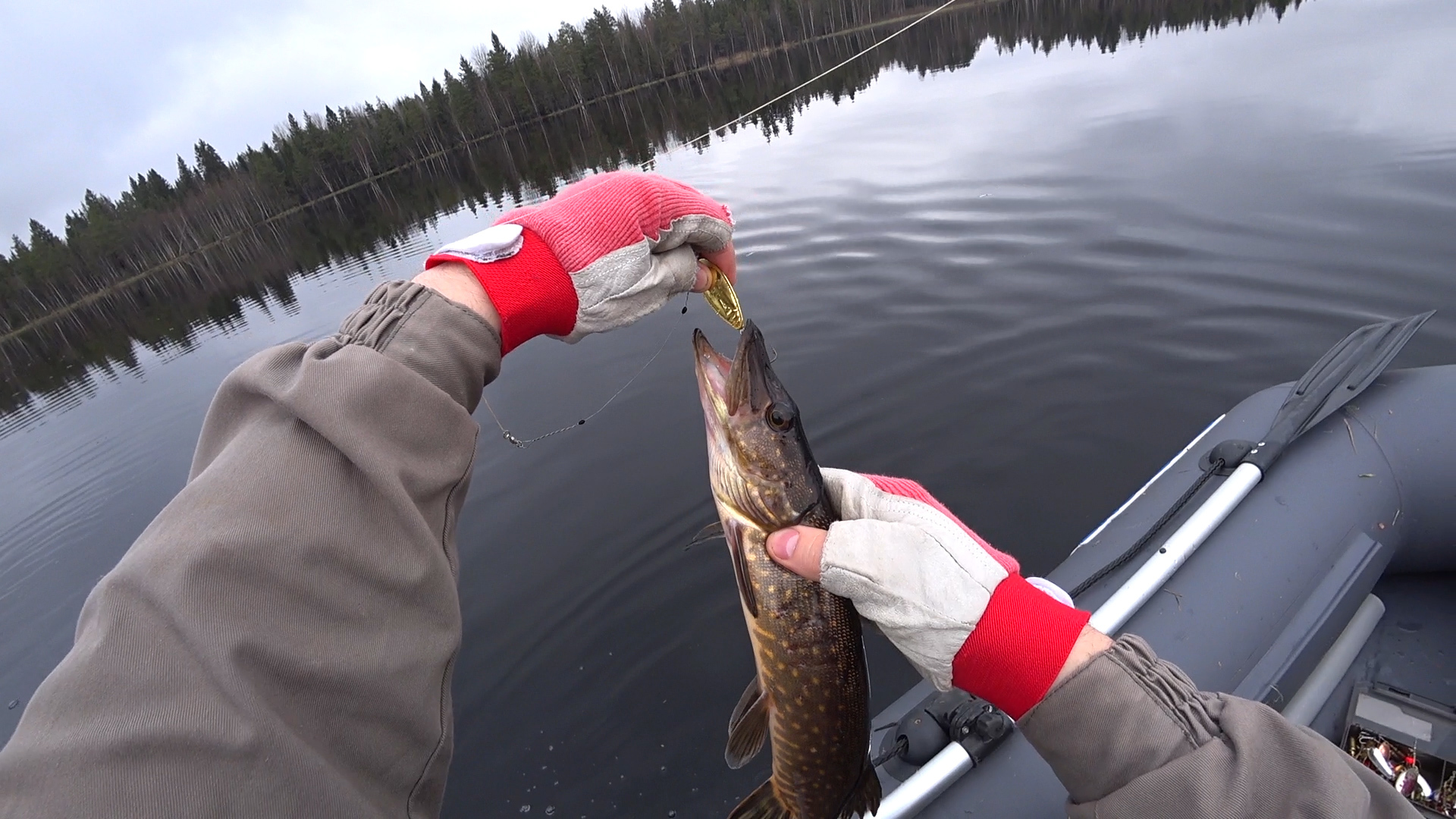 Pike fishing in the rain - My, Pike, Spinning, Snake, Fishing, Video, Longpost