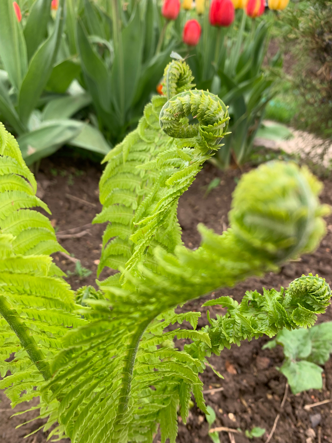 How a fern blooms - My, Fern, Spring, Longpost