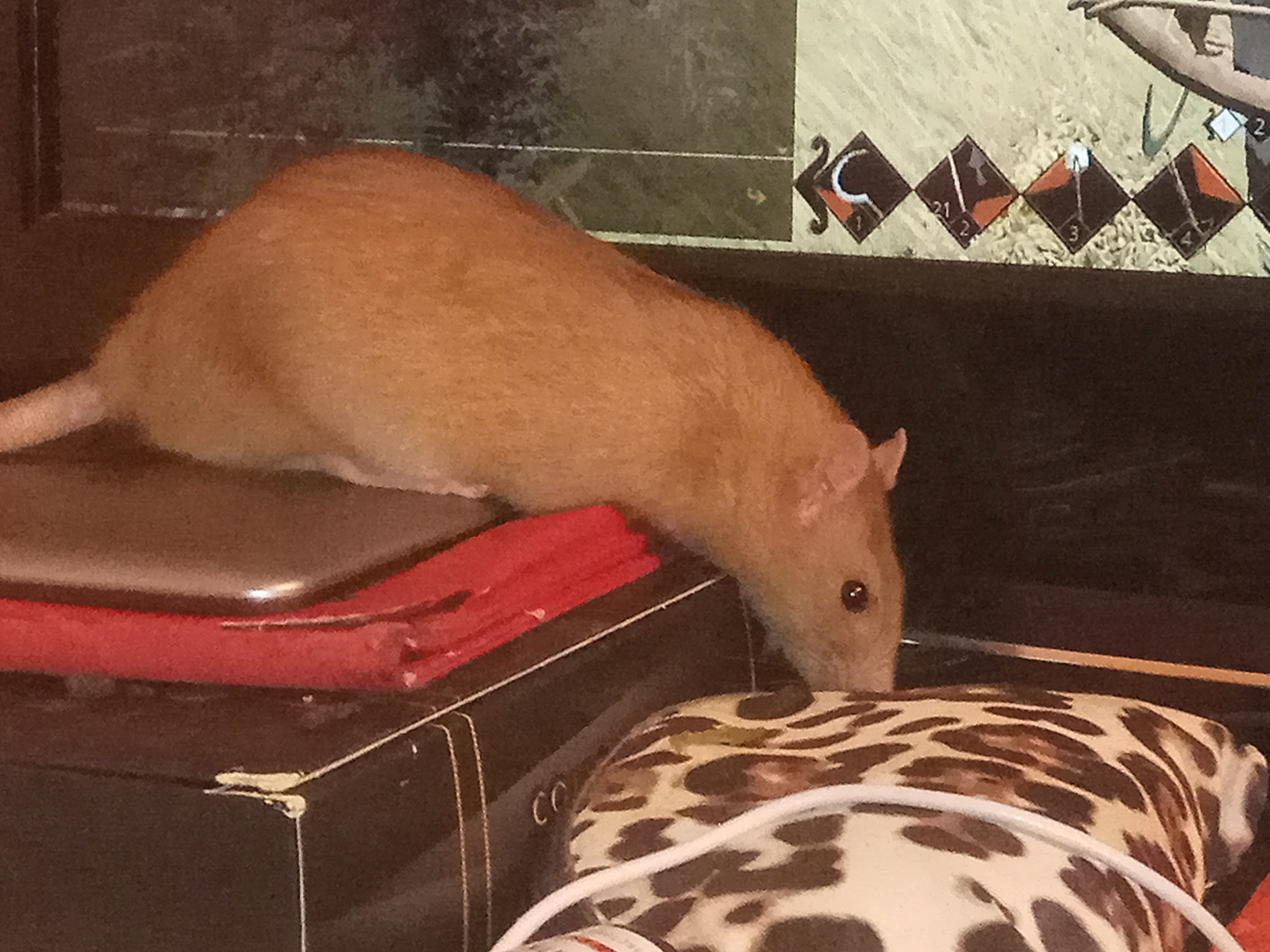 Sonya - My, Rat, Decorative rats, Memories, Longpost, Video