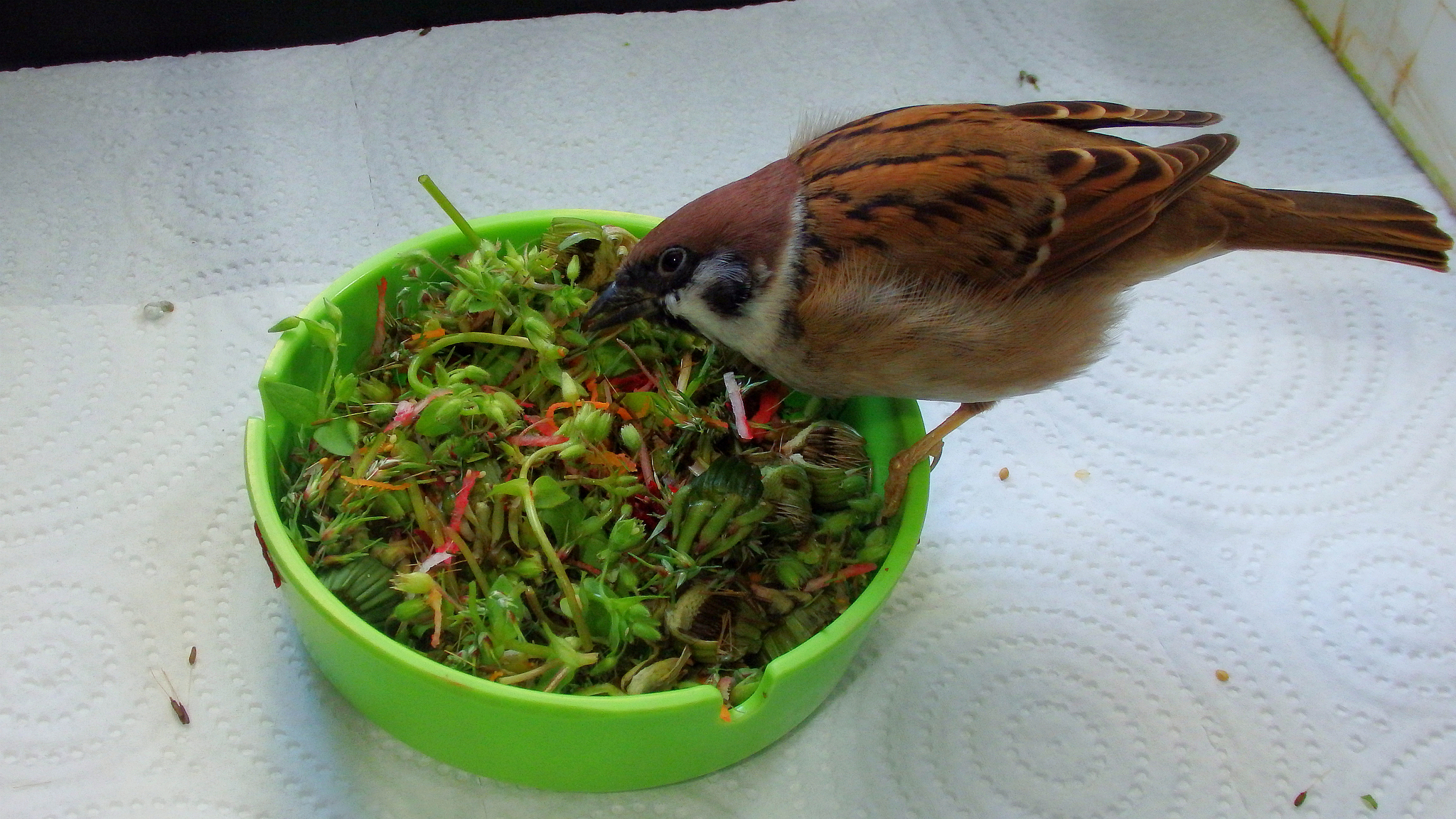 Green season 2020 - My, A parrot, Corella Bonya and Yasha, Sparrow Tosha, Nutrition, Greenery, Grass, Longpost